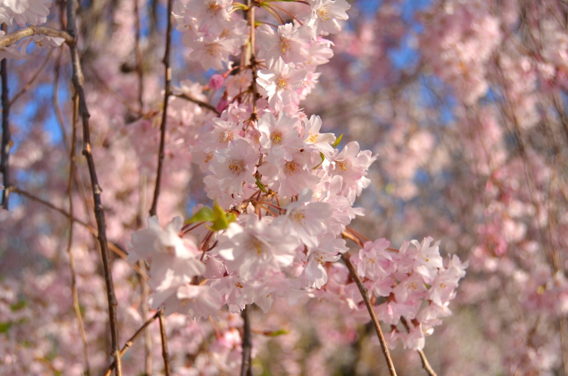 Flor de cereja