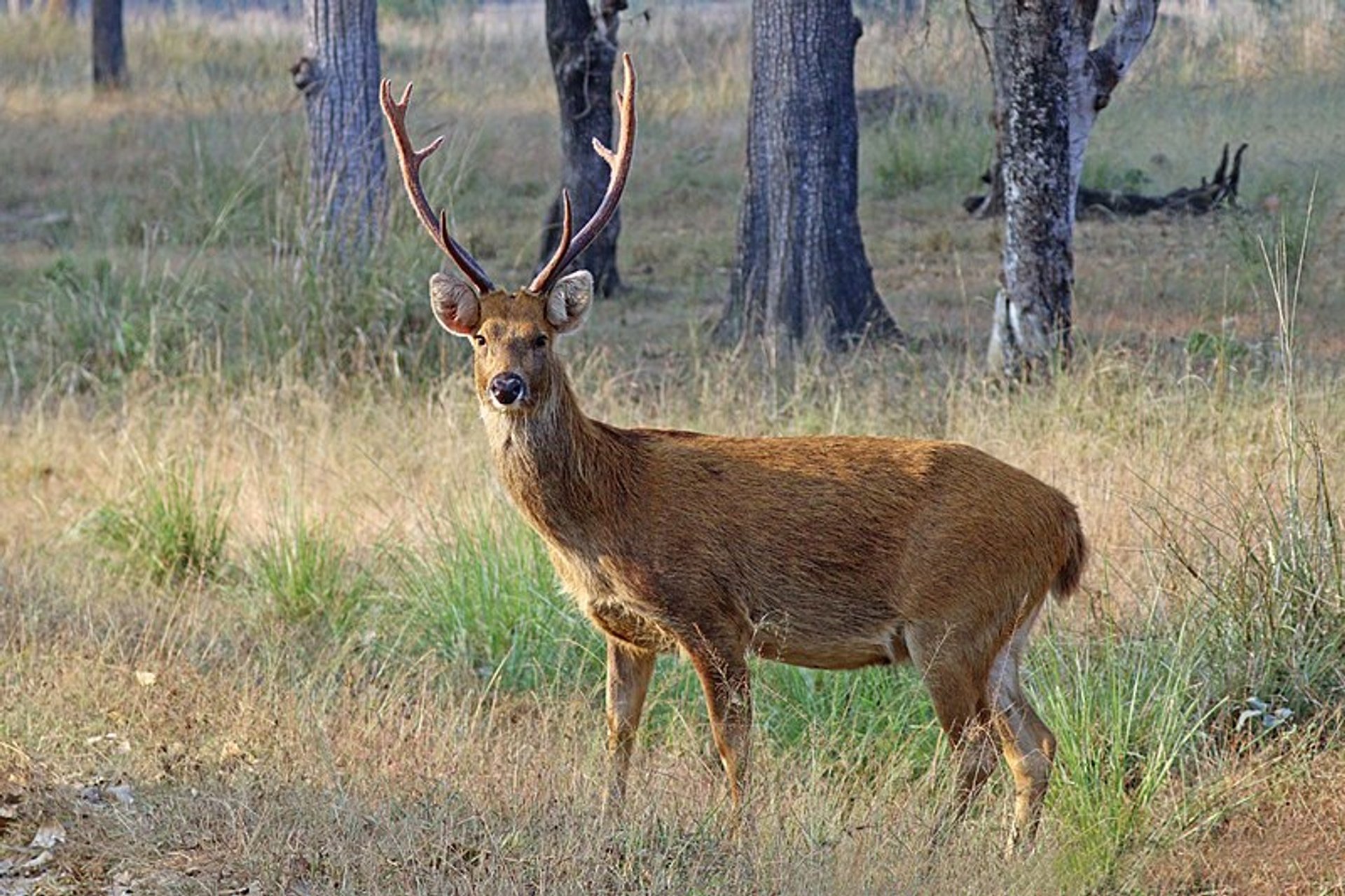 Barasingha (cervos do pântano)