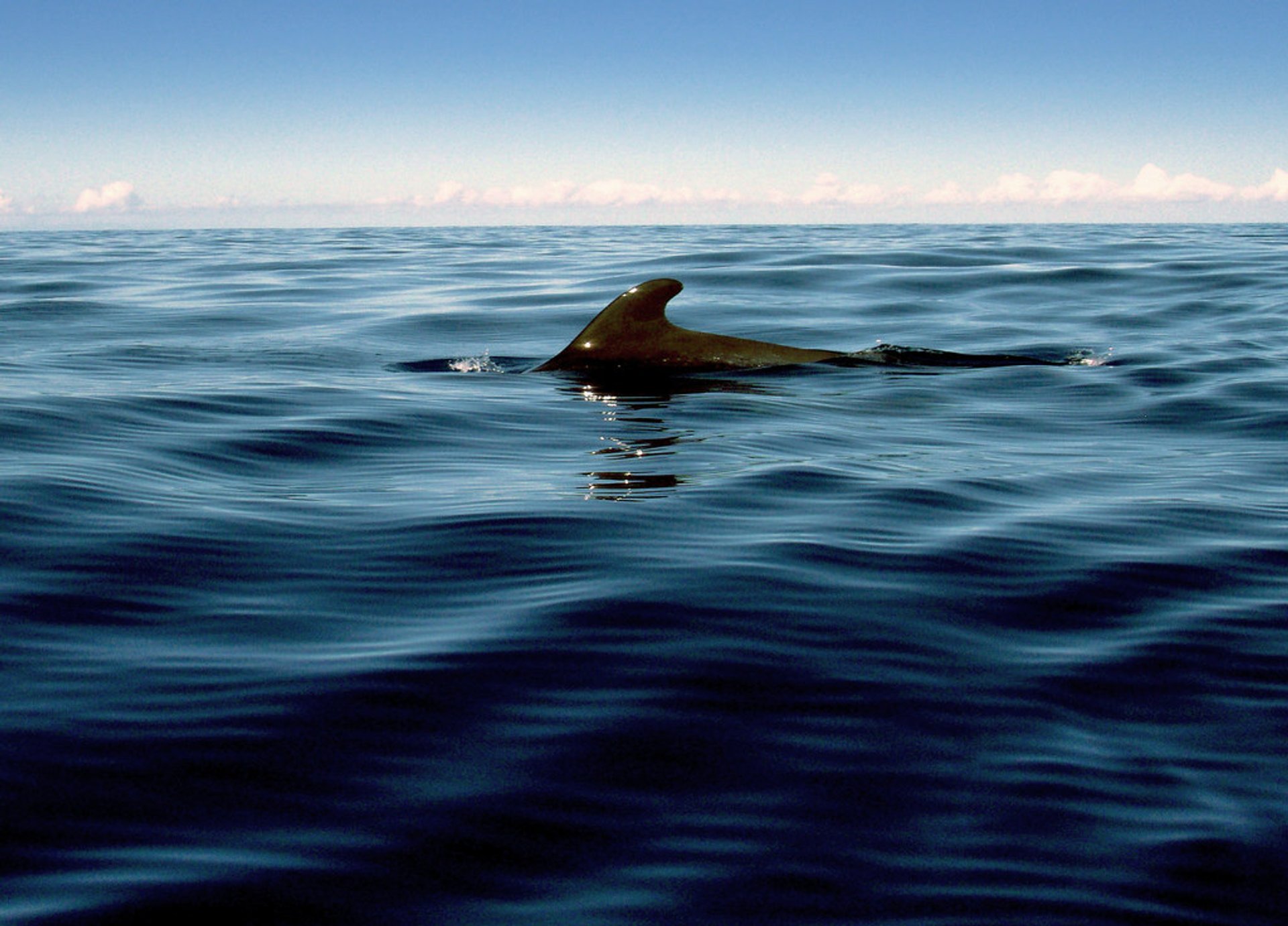 Baleia-piloto-de-barbatana-longa