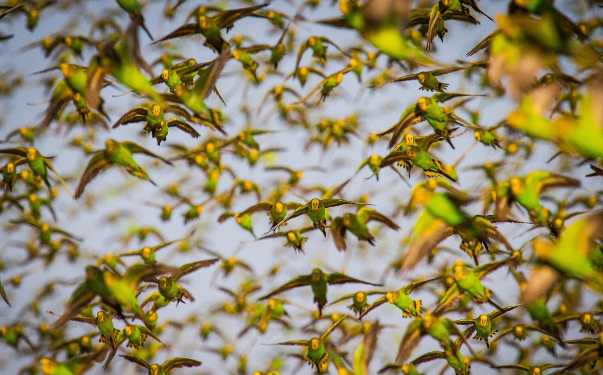 Budgie Tornado