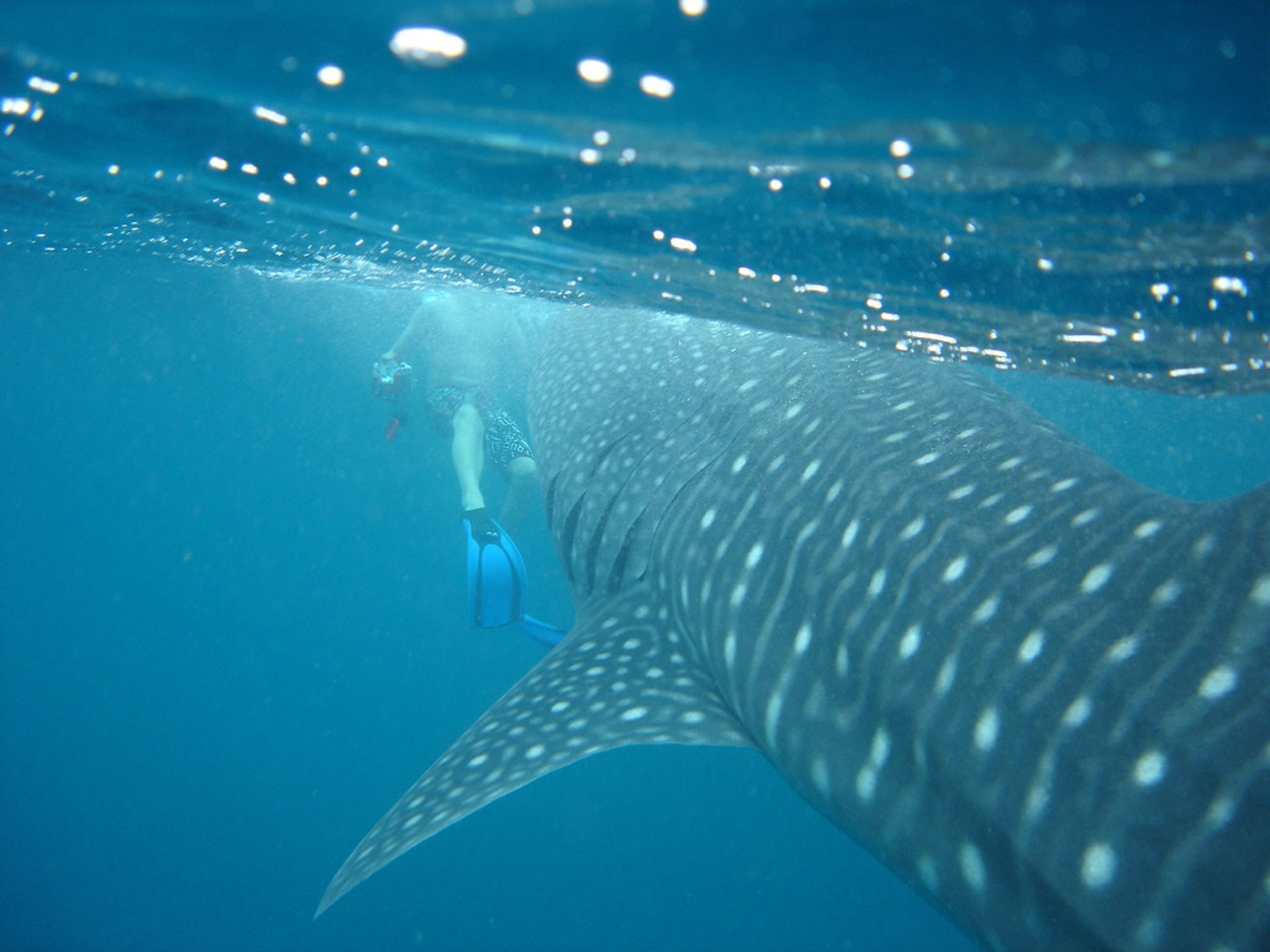 Tiburones ballena