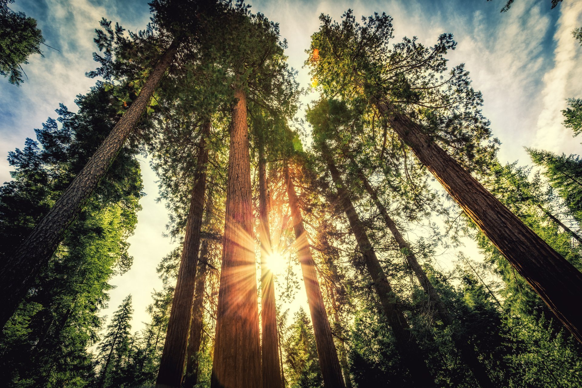 Sequoias-gigantes em Parque Nacional de Yosemite