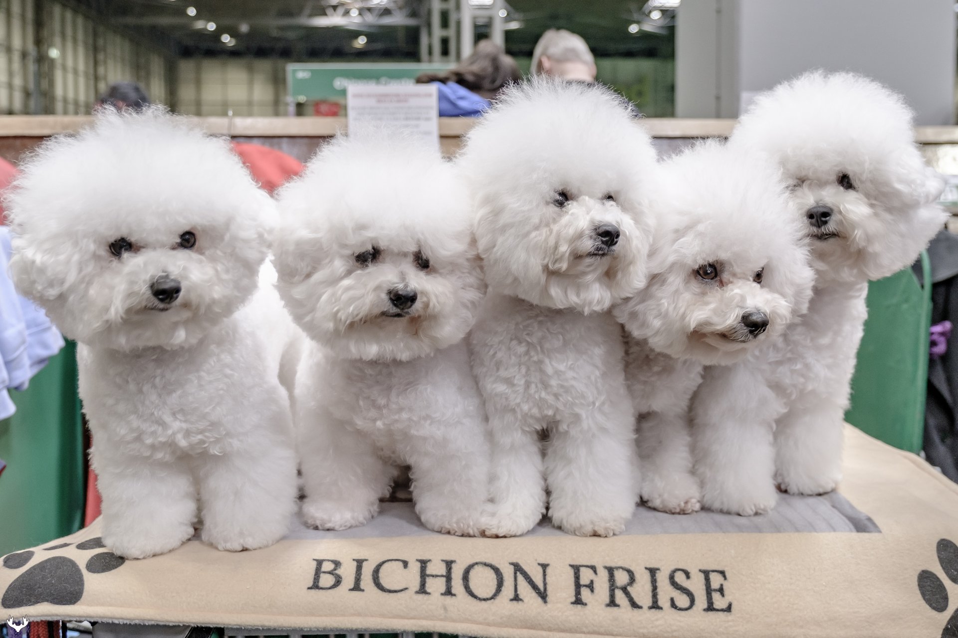 Crufts 2024 Terrier Group Dani Ardenia