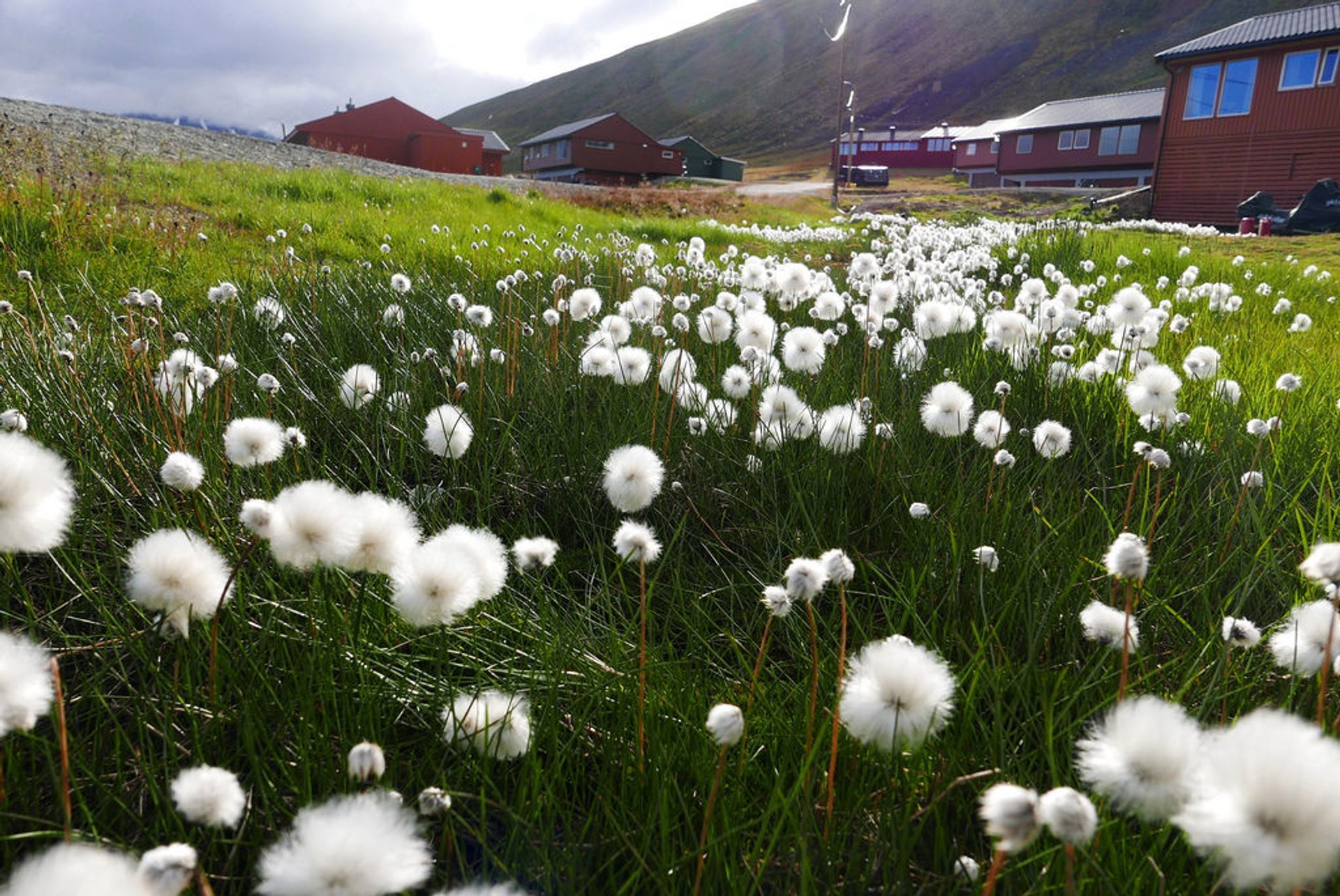 Wildblumen