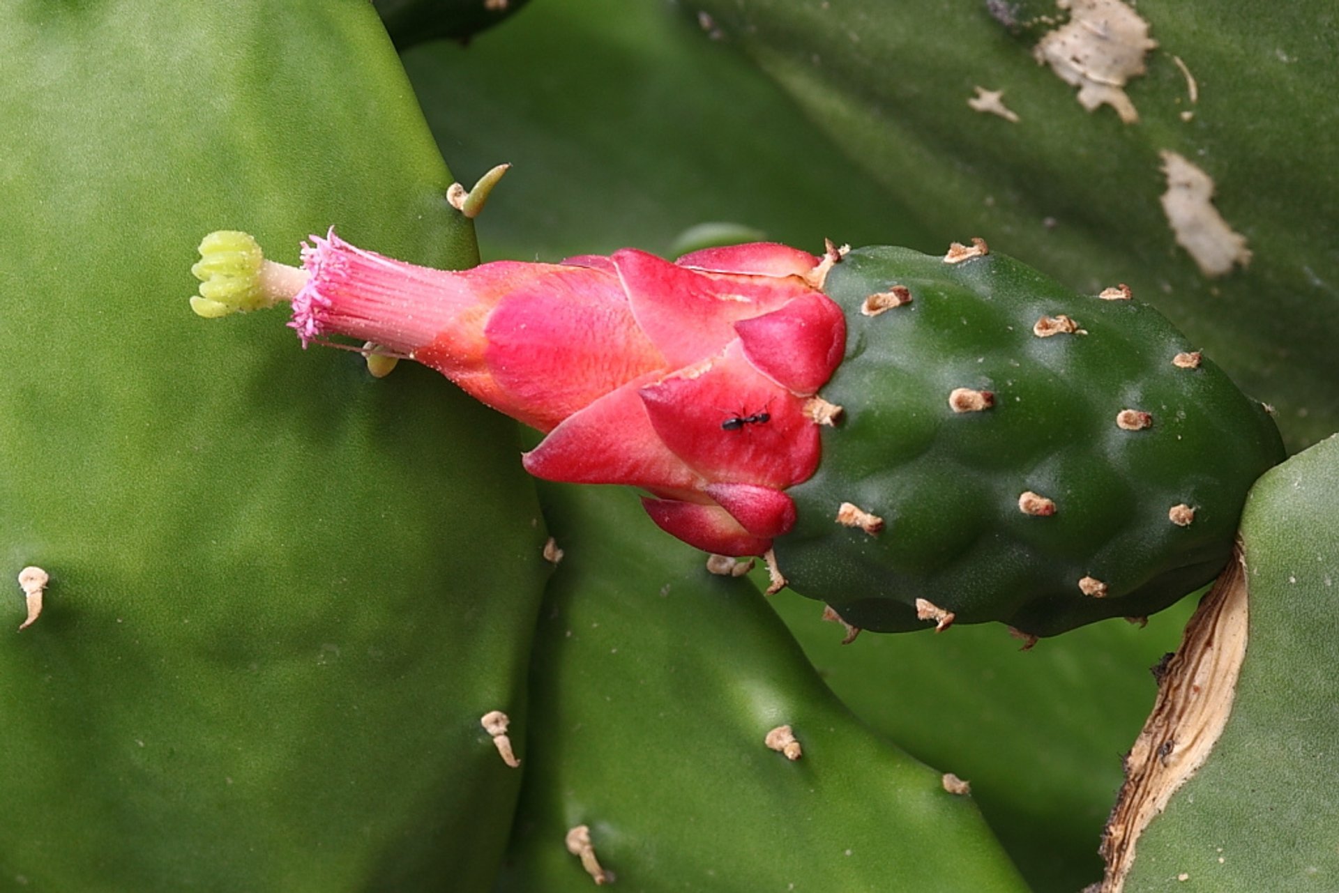 Fiori di cactus stagione in fiore