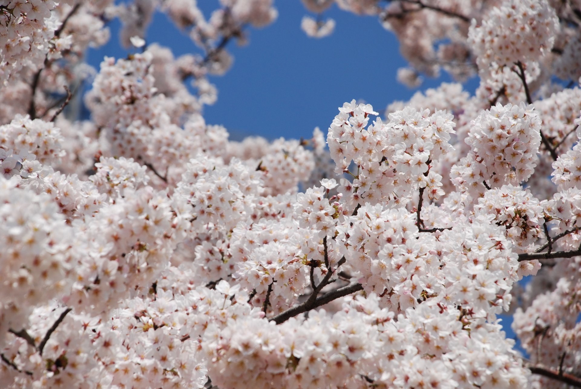 Cerejeiras em flor