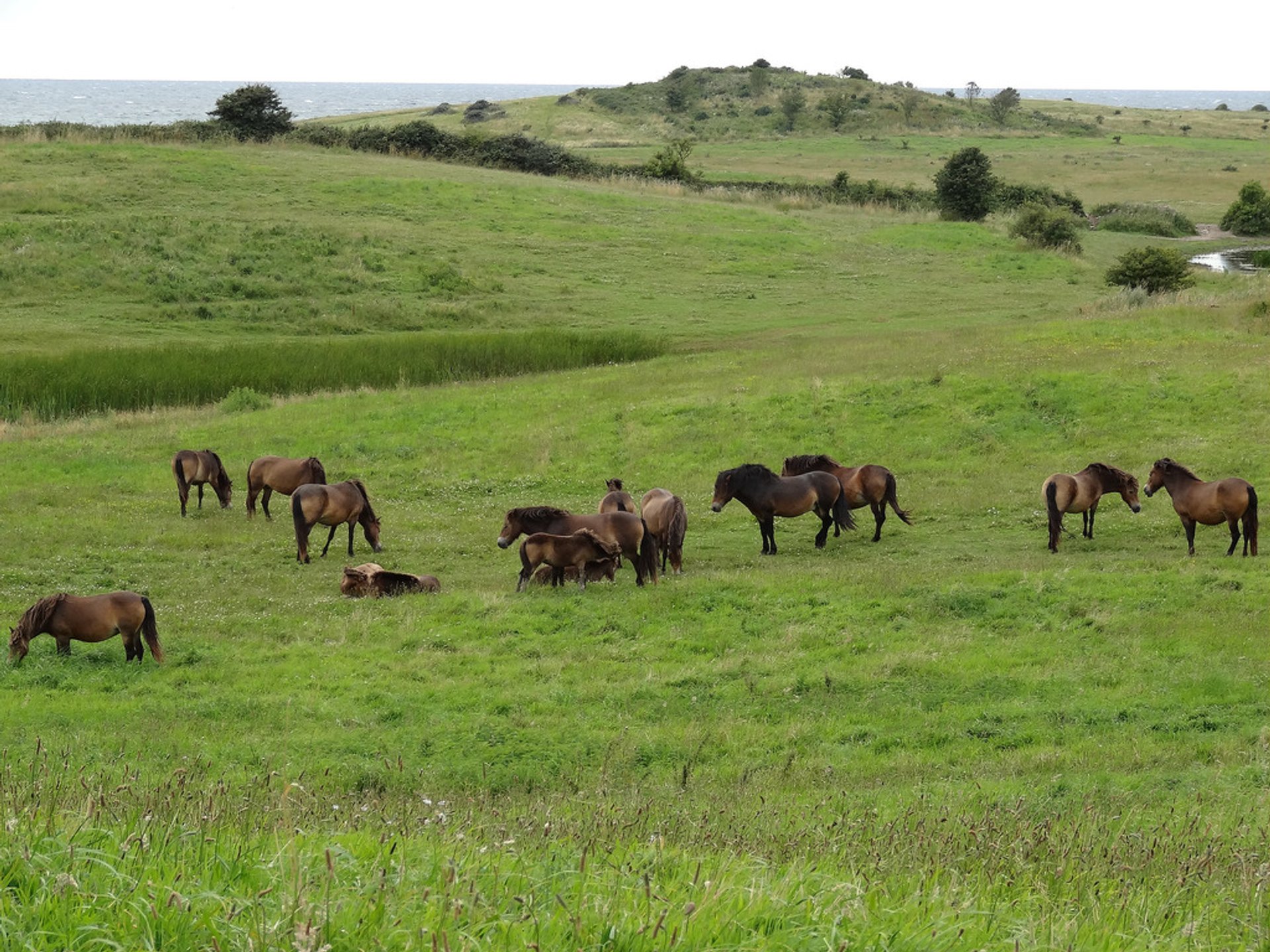 Caballos salvajes