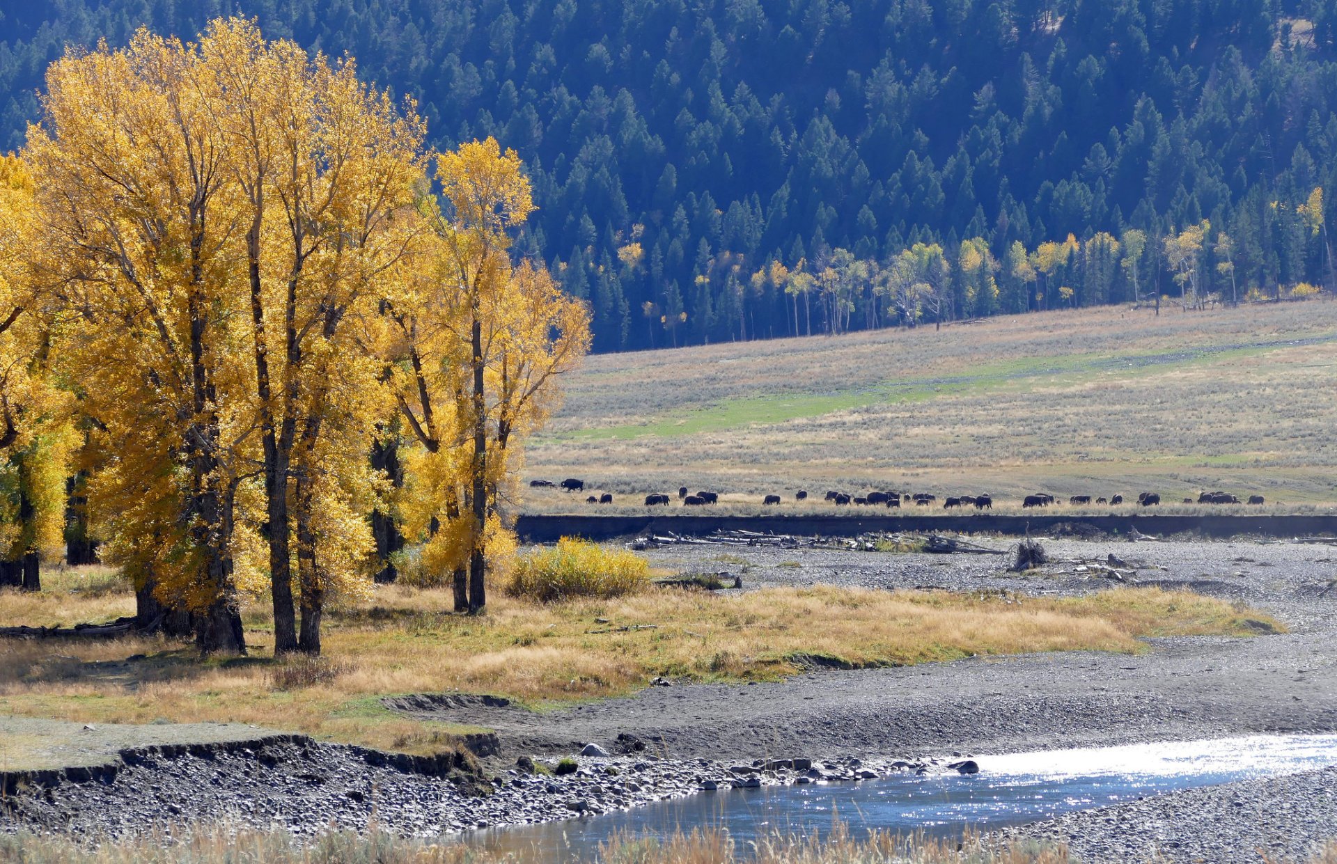 Yellowstone Herbstlaub