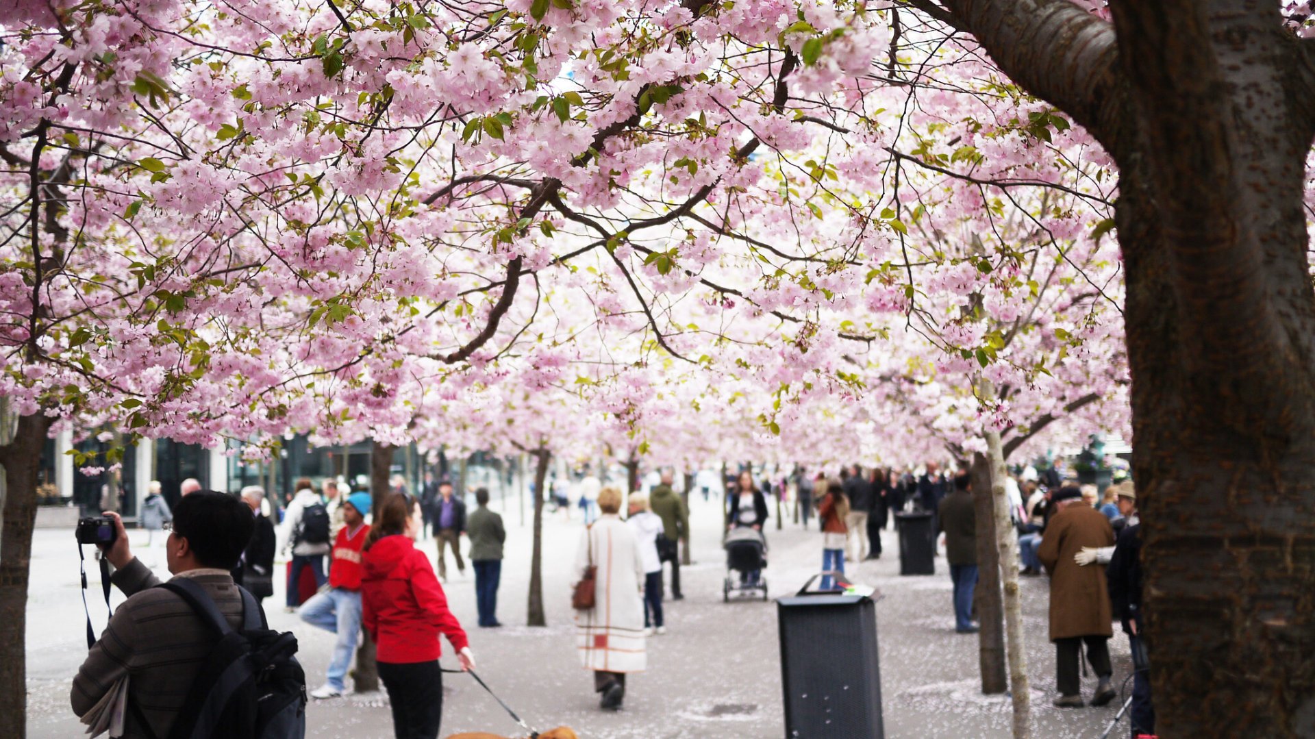 Kirschblüten