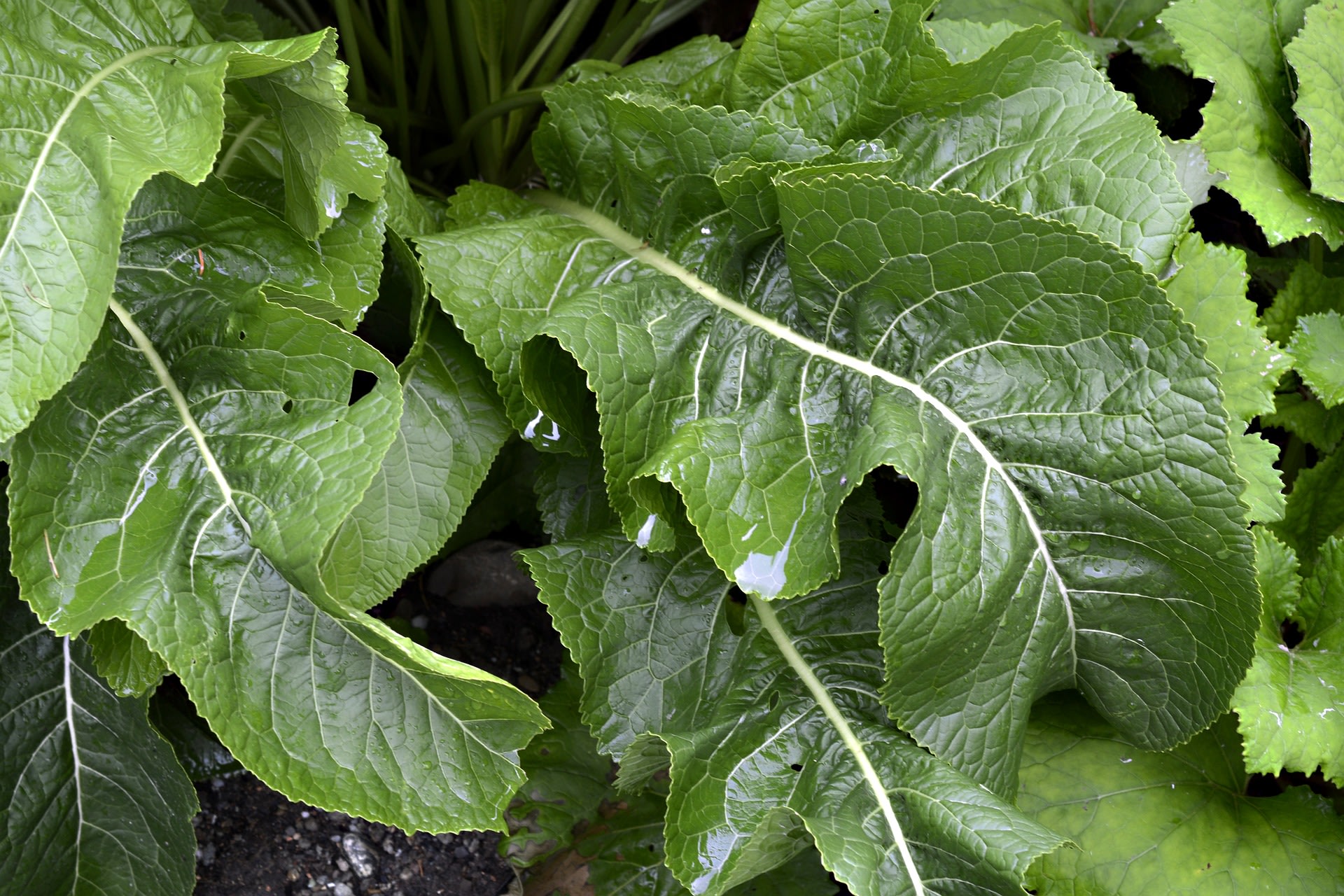 International Horseradish Festival