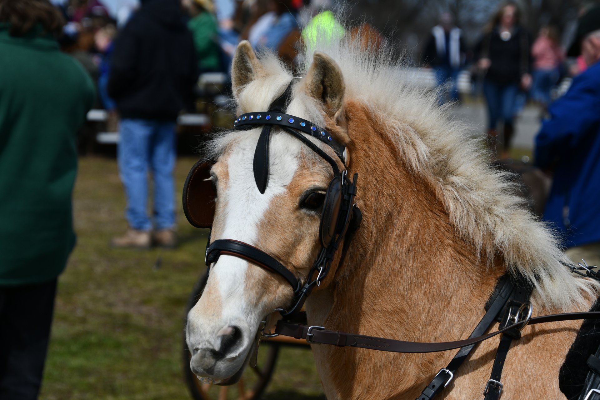 Virginia Horse Festival