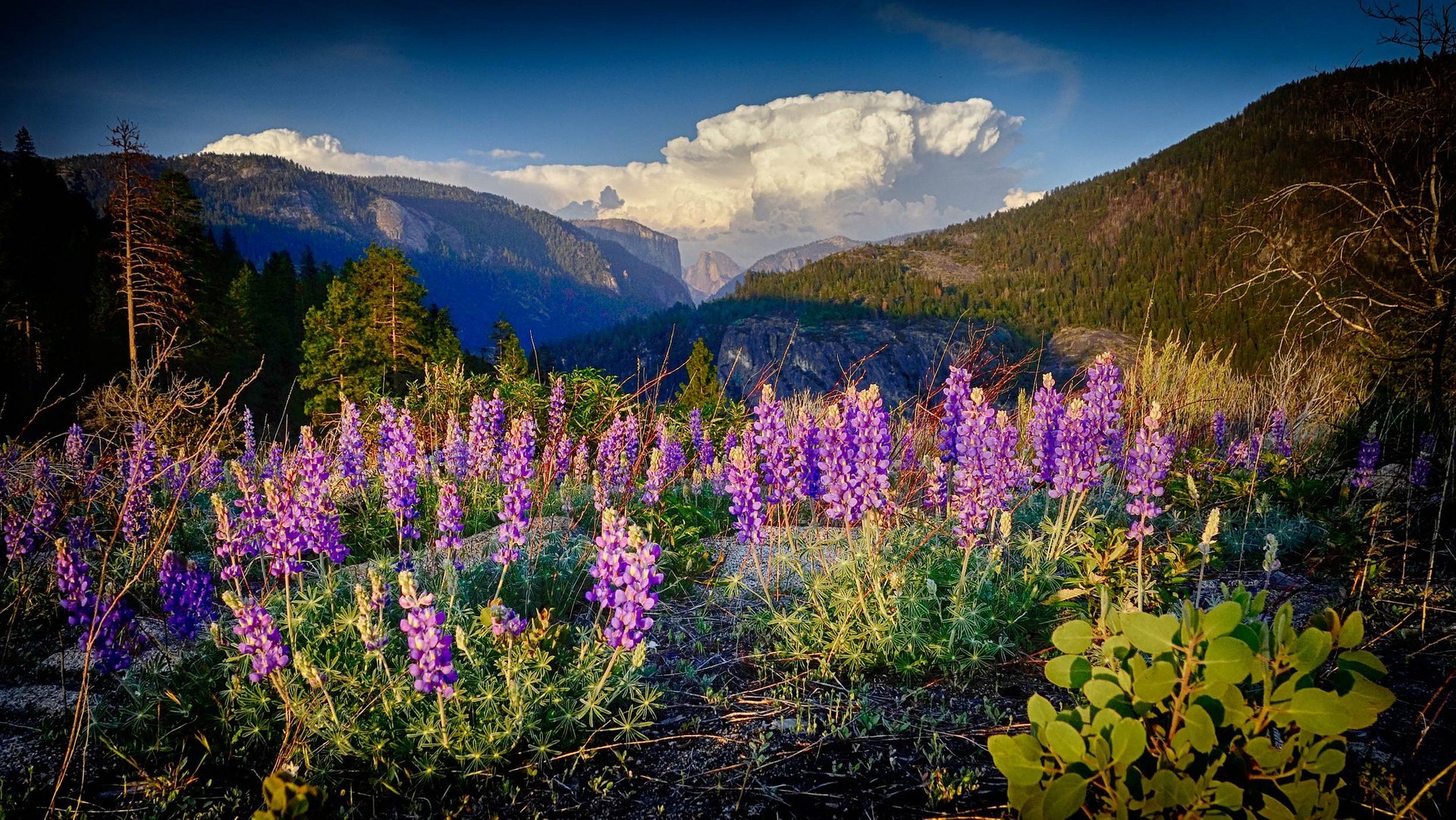 Flores silvestres de Yosemite