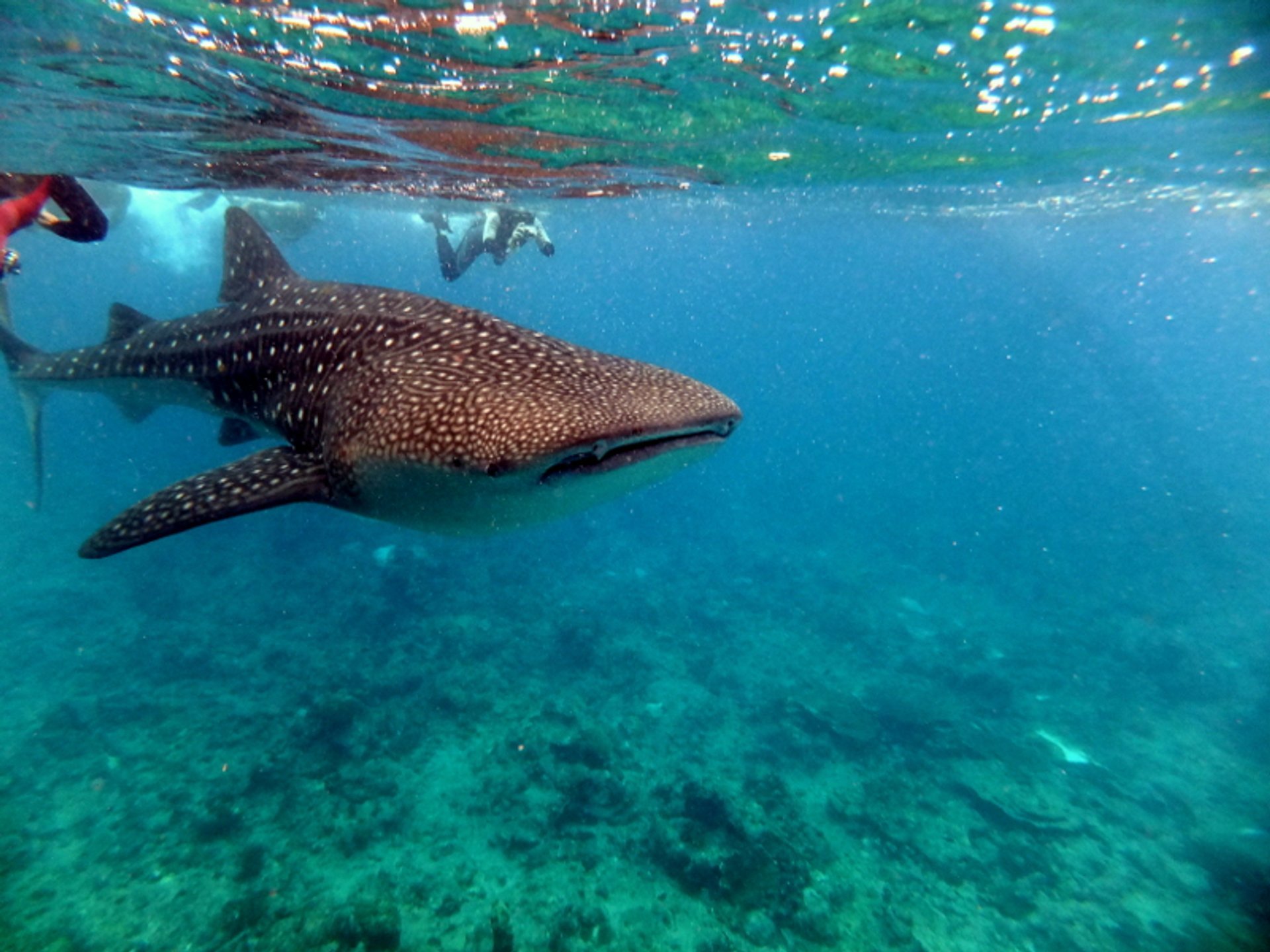 Visit Maldives - Experiences > Connecting with Whale Sharks: The