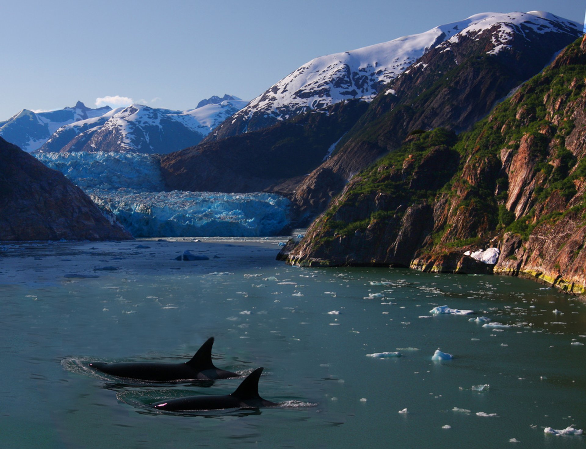 Observation des baleines en Alaska 