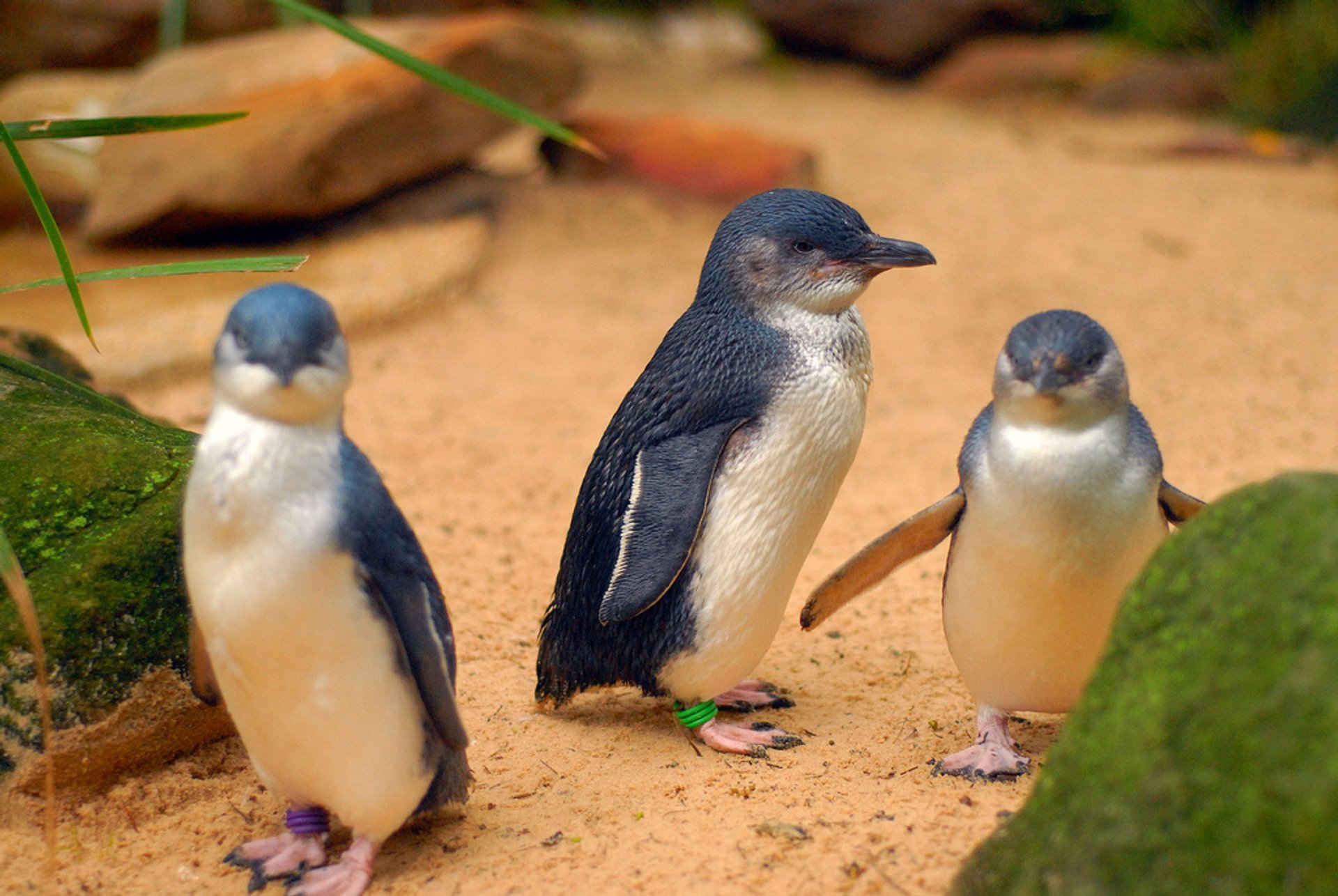 Desfile de Pinguim da Ilha Phillip