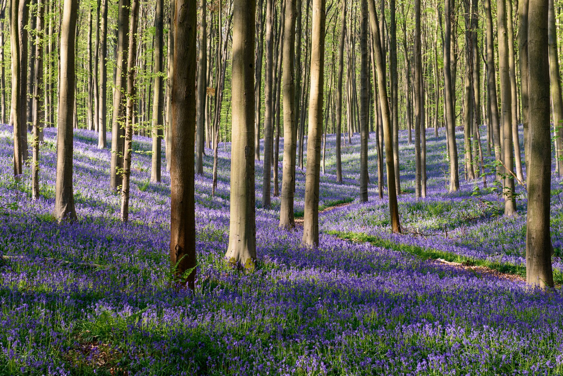 Hallerbos in Belgium 2025 - Rove.me