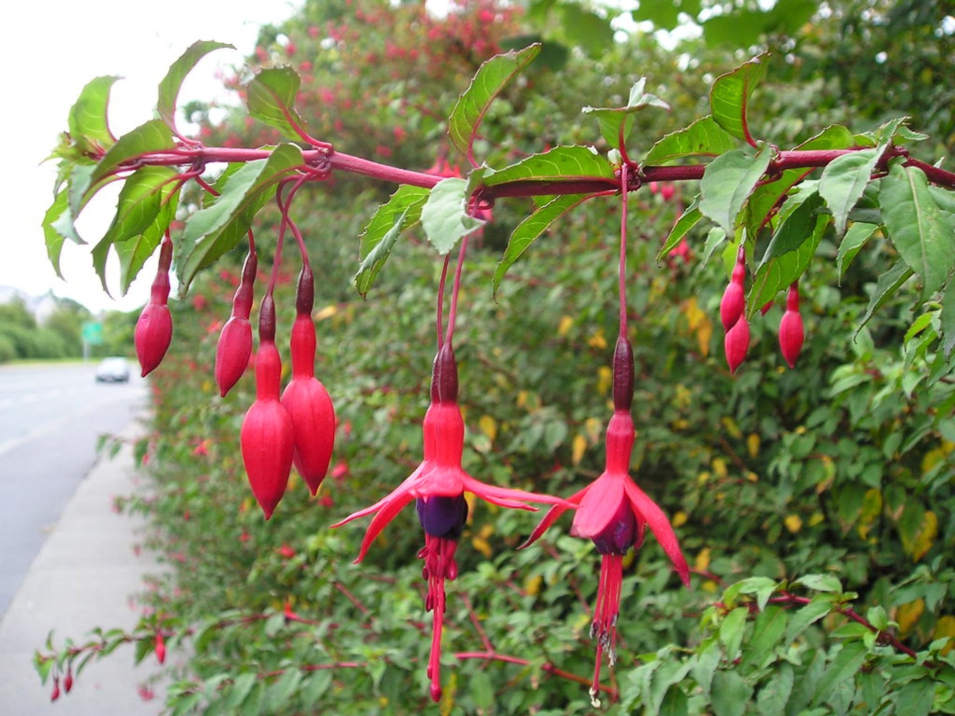 Flor de Fuchsia