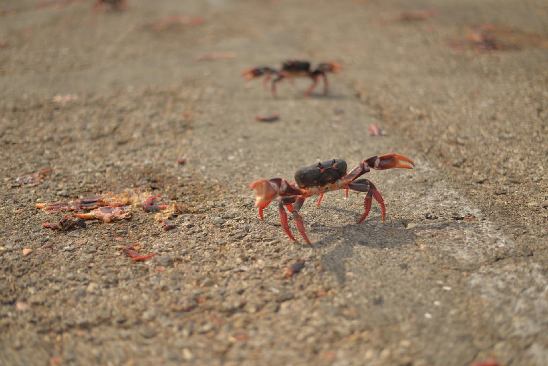 Crabs crawl in Cuba 