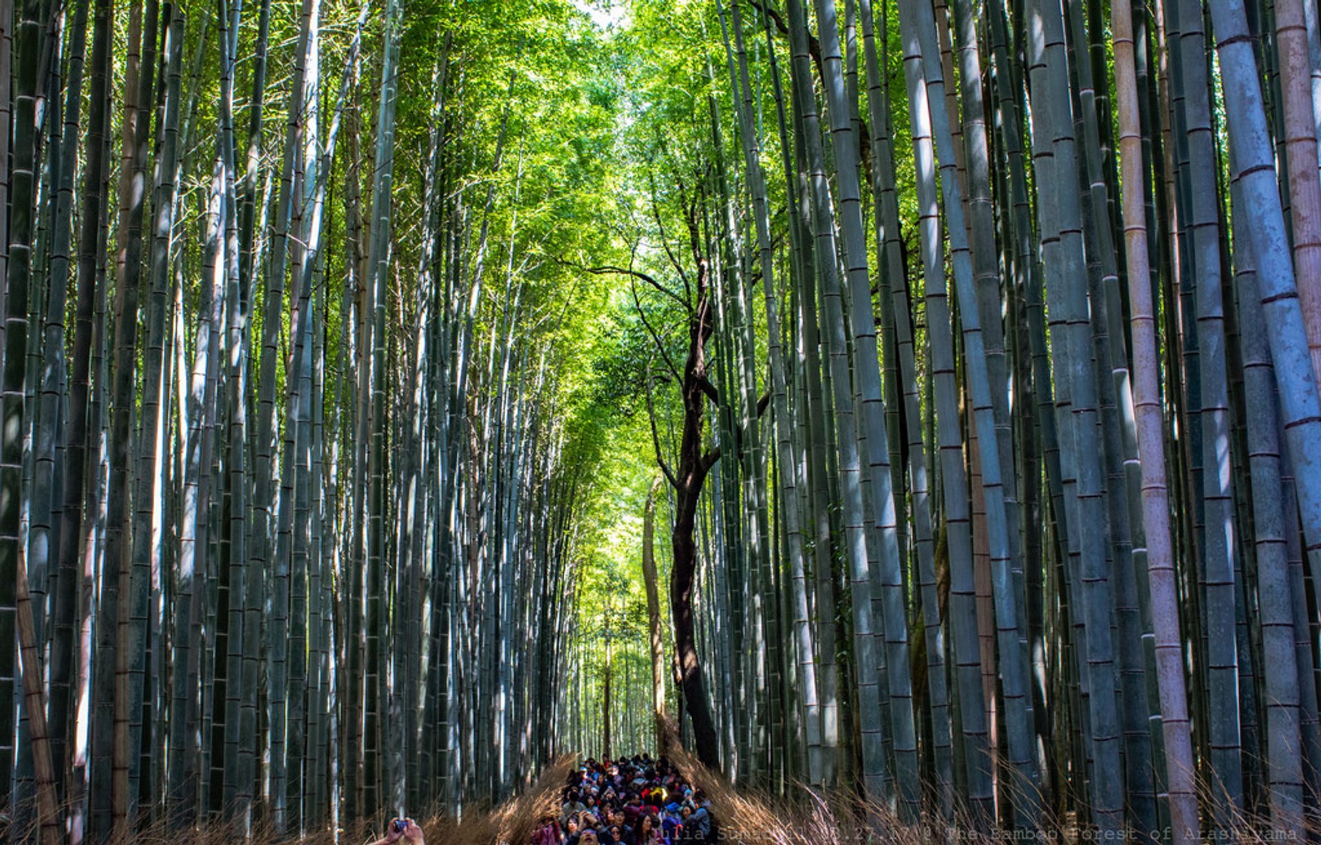 A Peaceful Bamboo Forest Soundscape