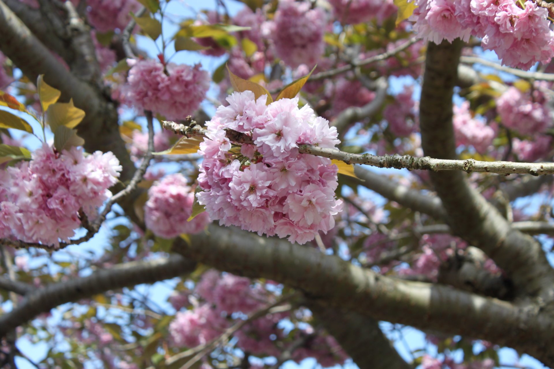 Flor de cereja em Dublin