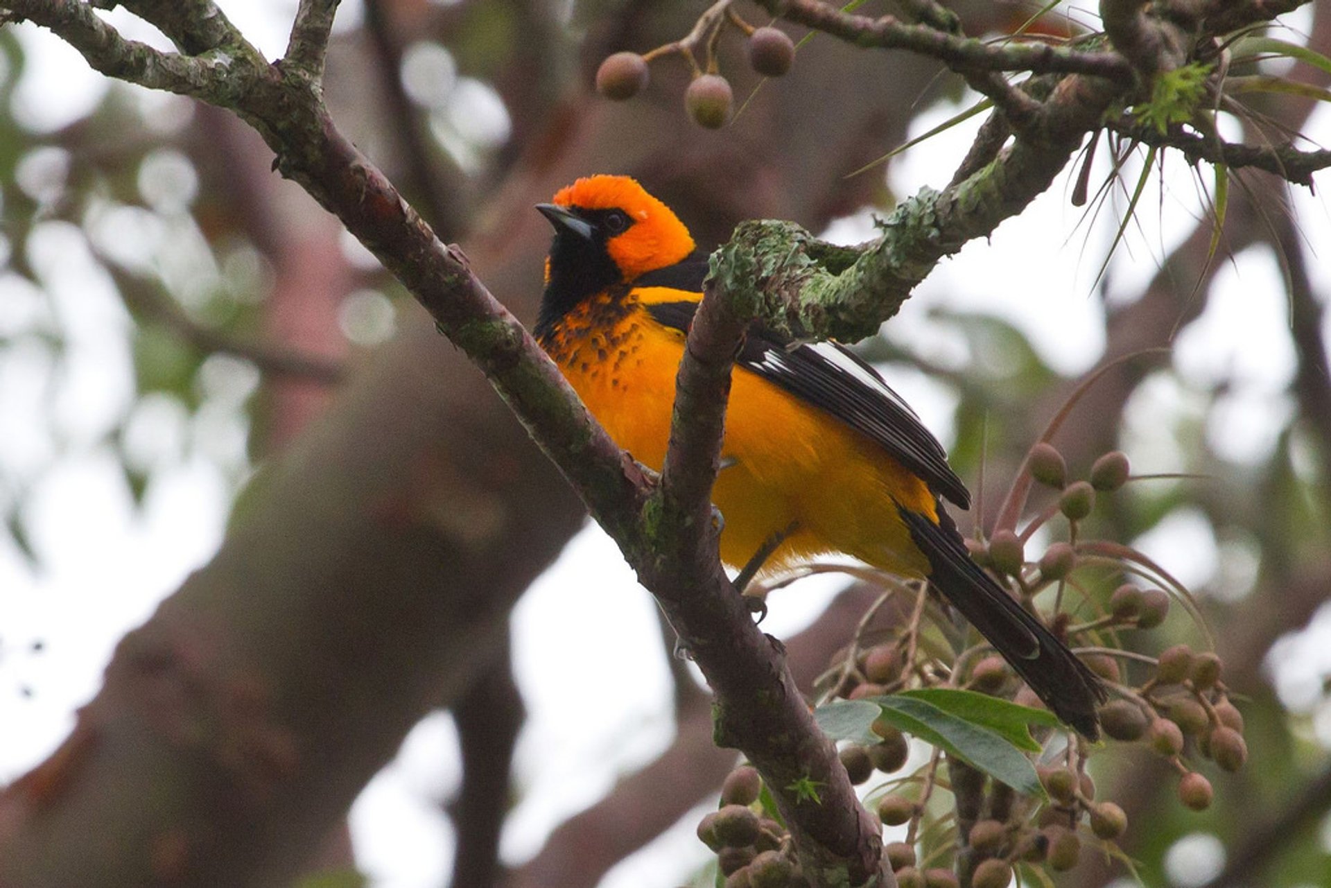 Vogelbeobachtung