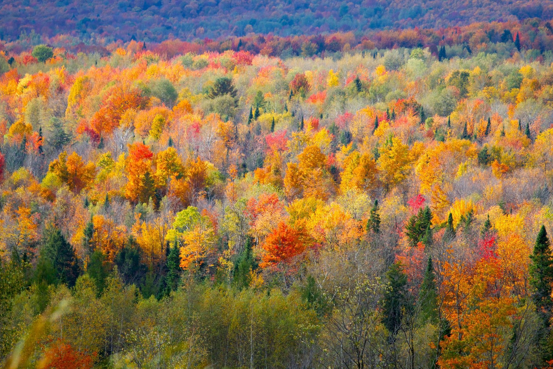 Couleurs d'automne (été indien)