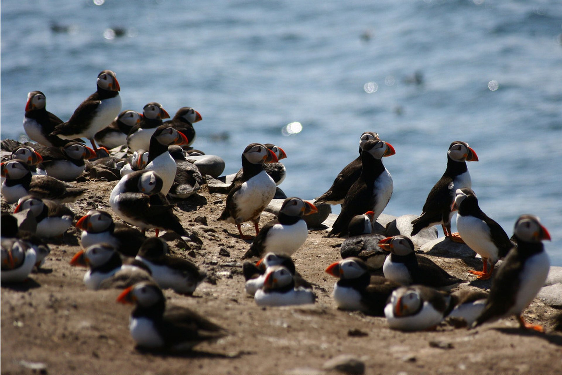 Puffins nas Ilhas Farne