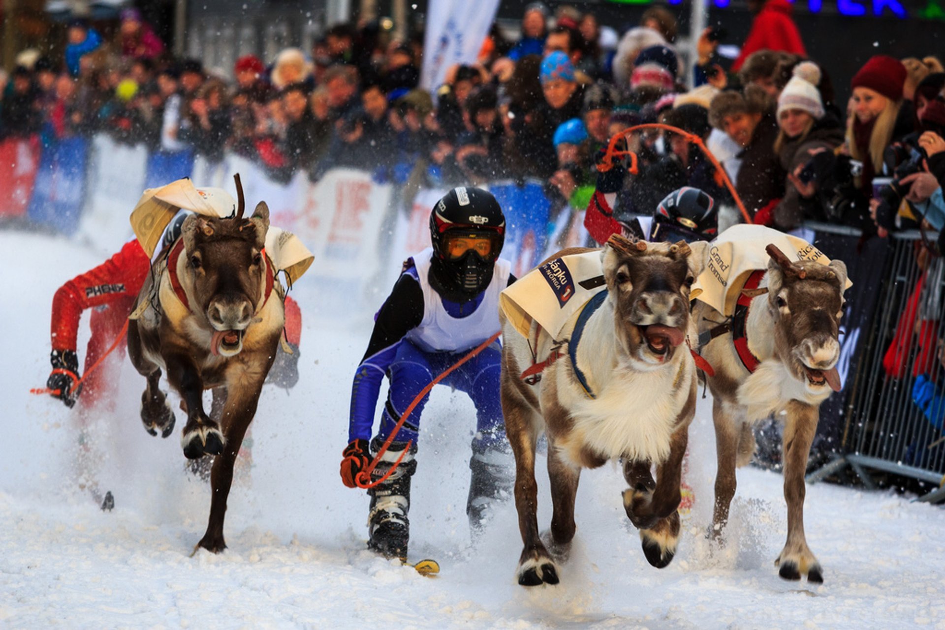 World Reindeer Racing Championships (Sami Week)