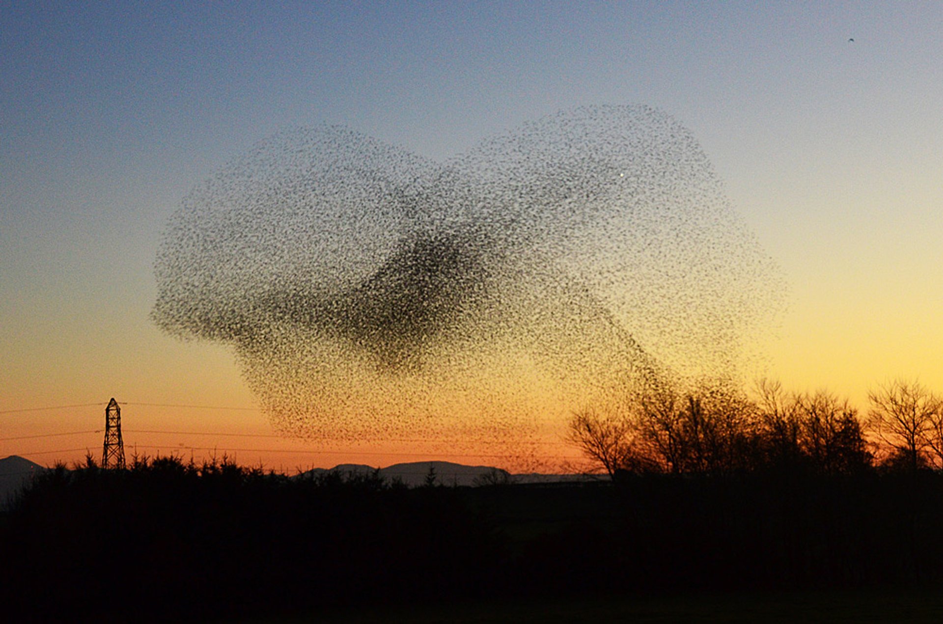 Starling Murmuration