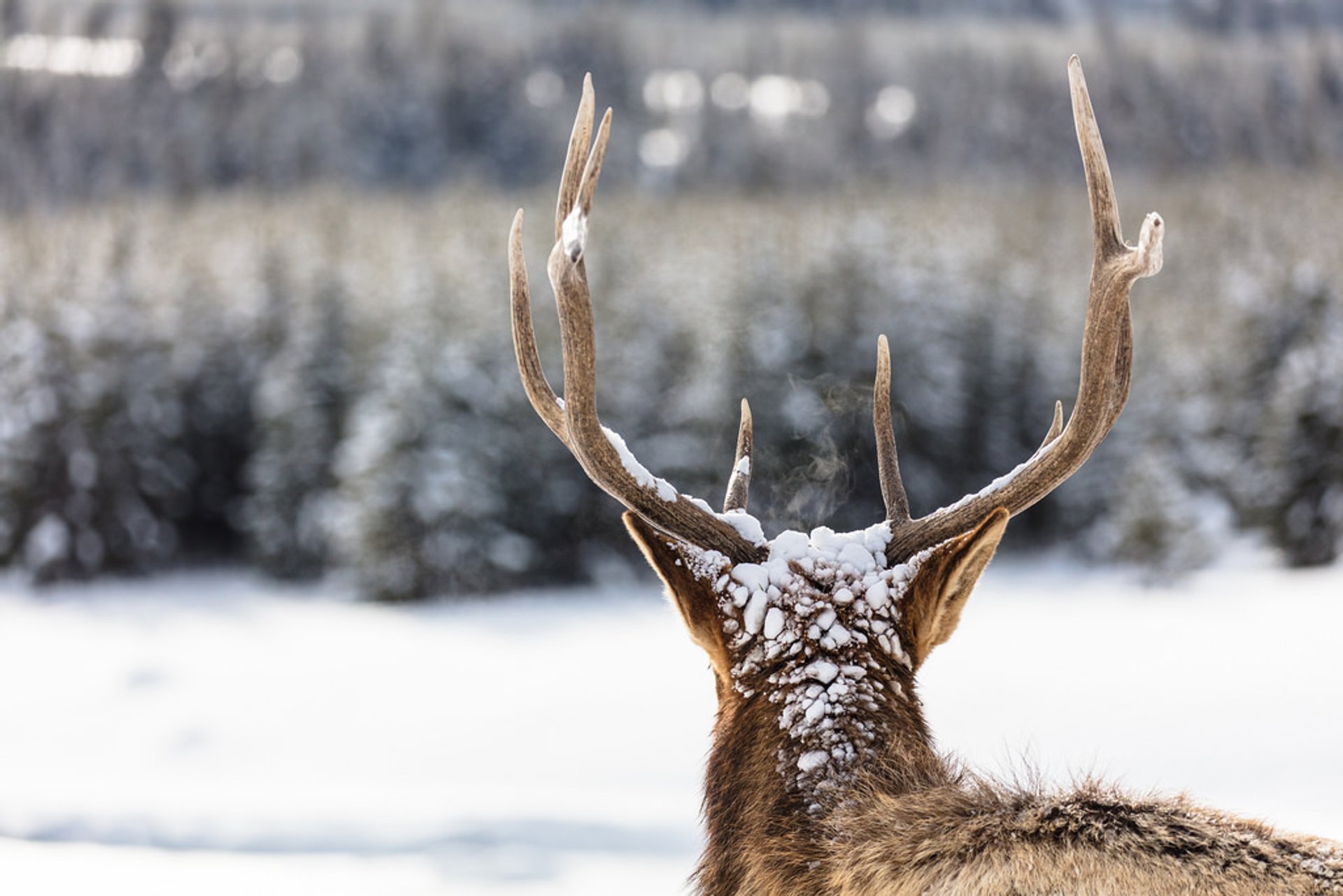 Jährliche Migration der Wapiti