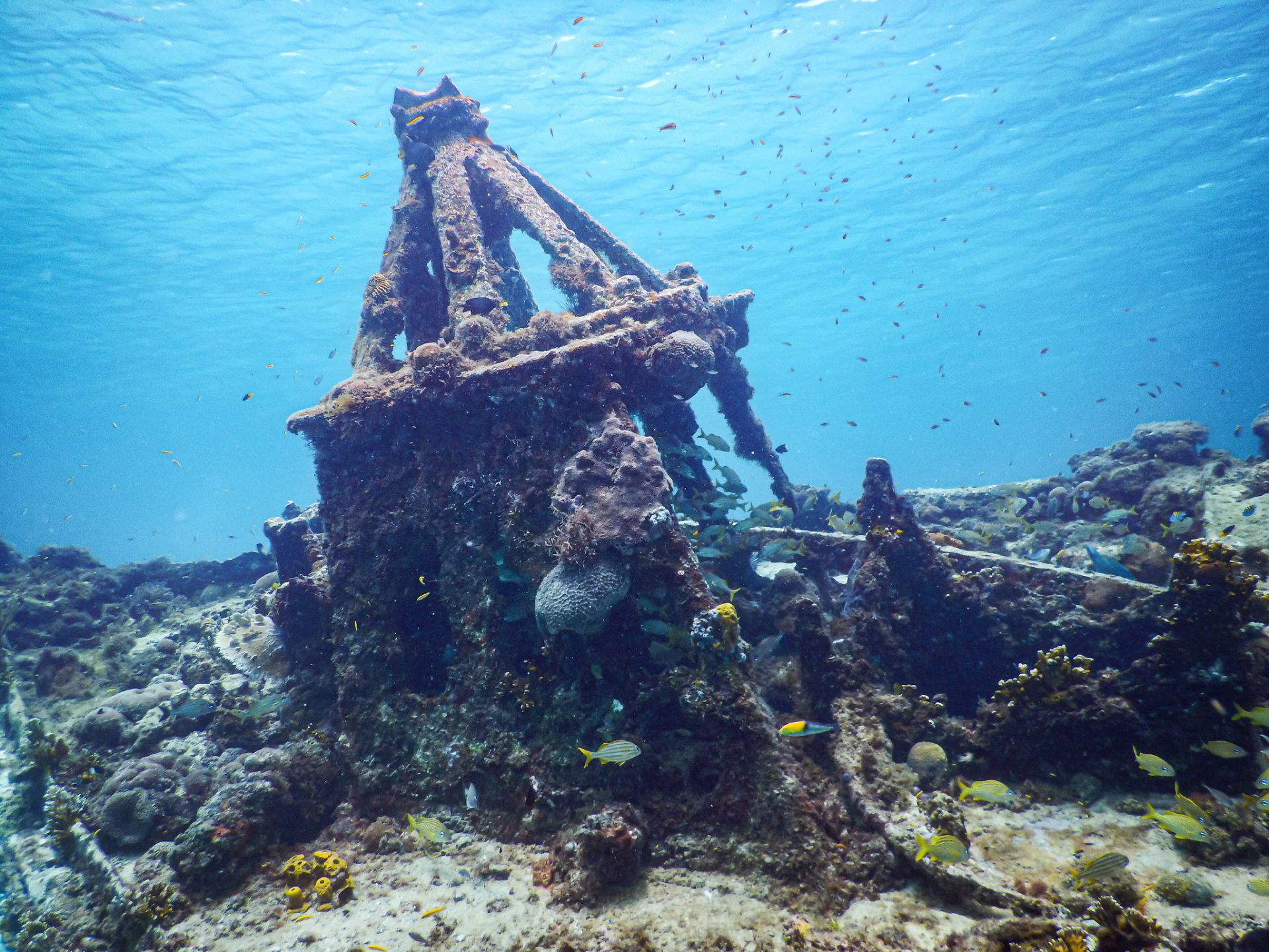 Diving in Barbados