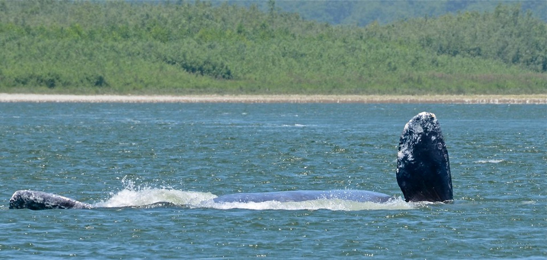 Observação de Baleias perto do Parque Nacional Olímpico