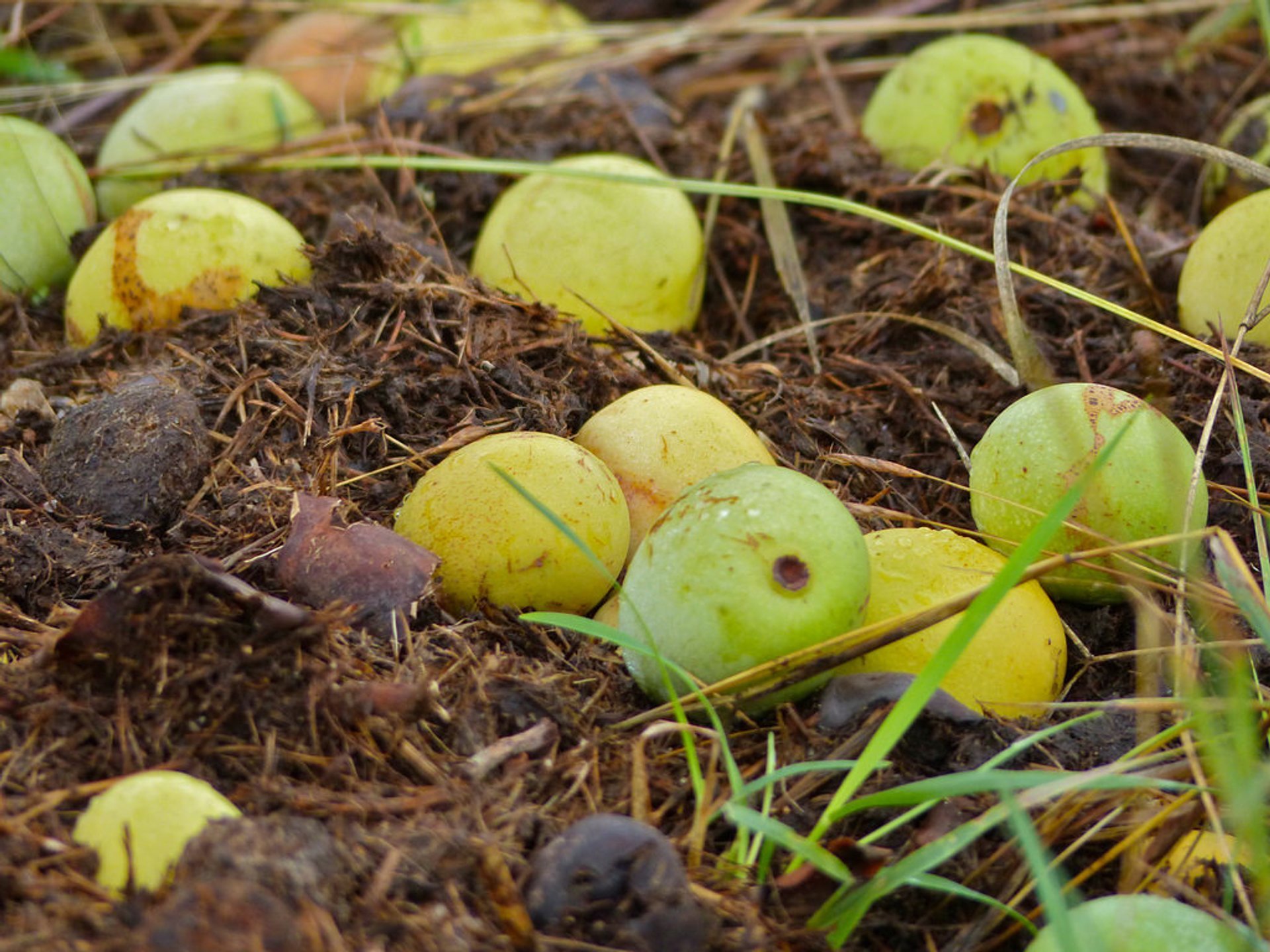 Temporada de Marula