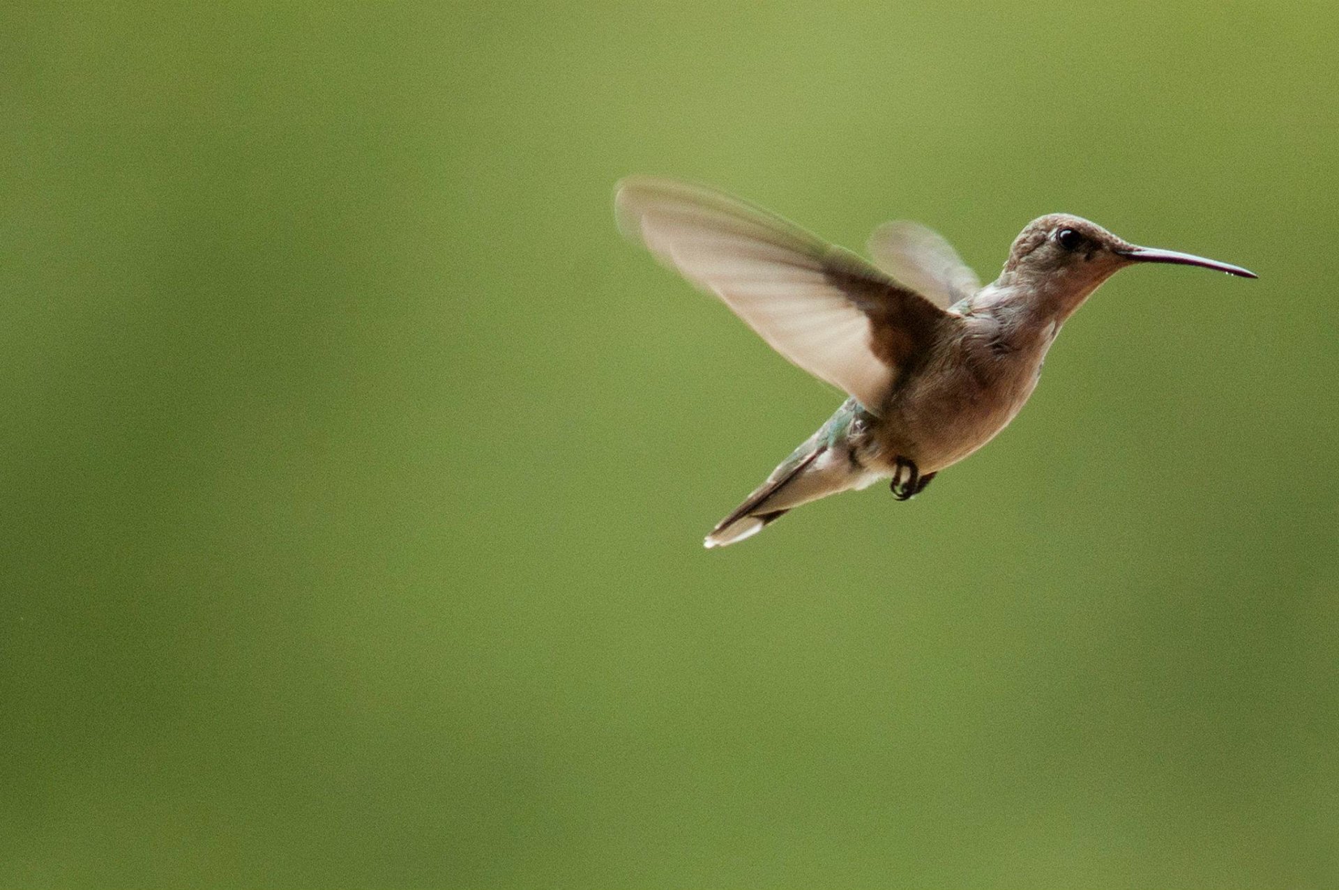 Hummingbirds