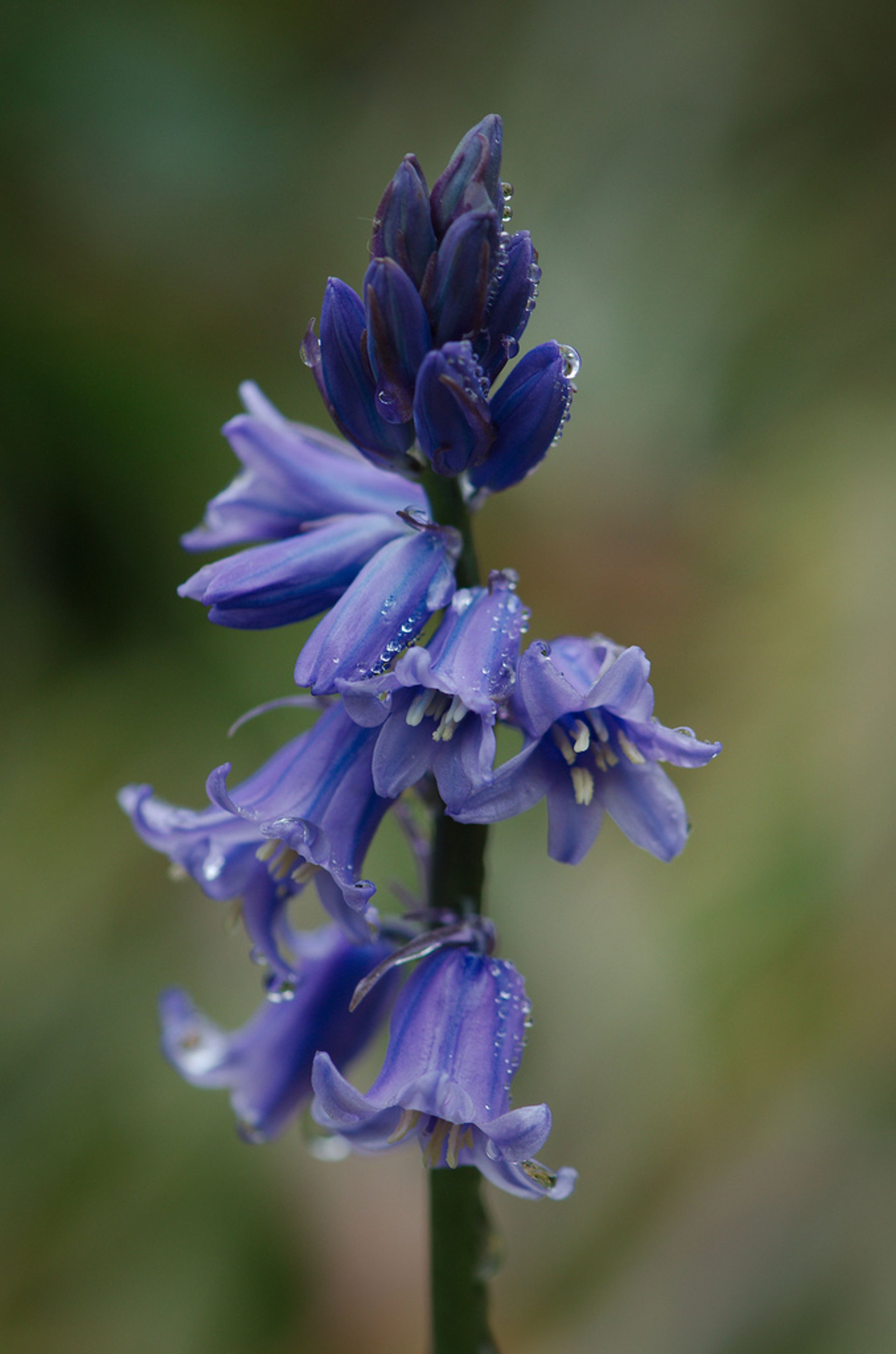 Campanule in fiore