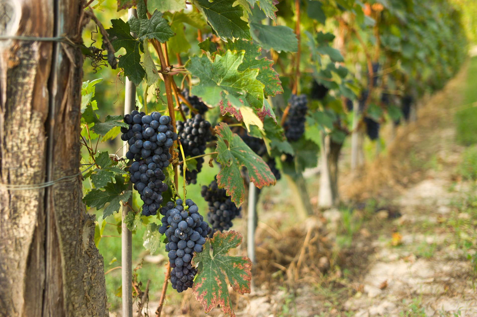 Vendemmia o Cosecha de uvas