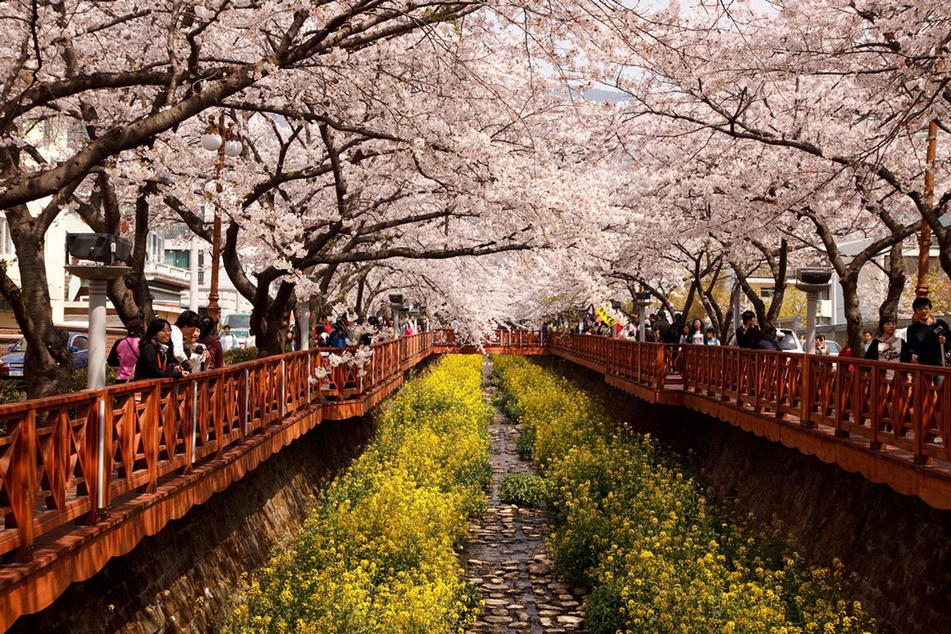 Cerezos en flor en Corea del Sur, 2023