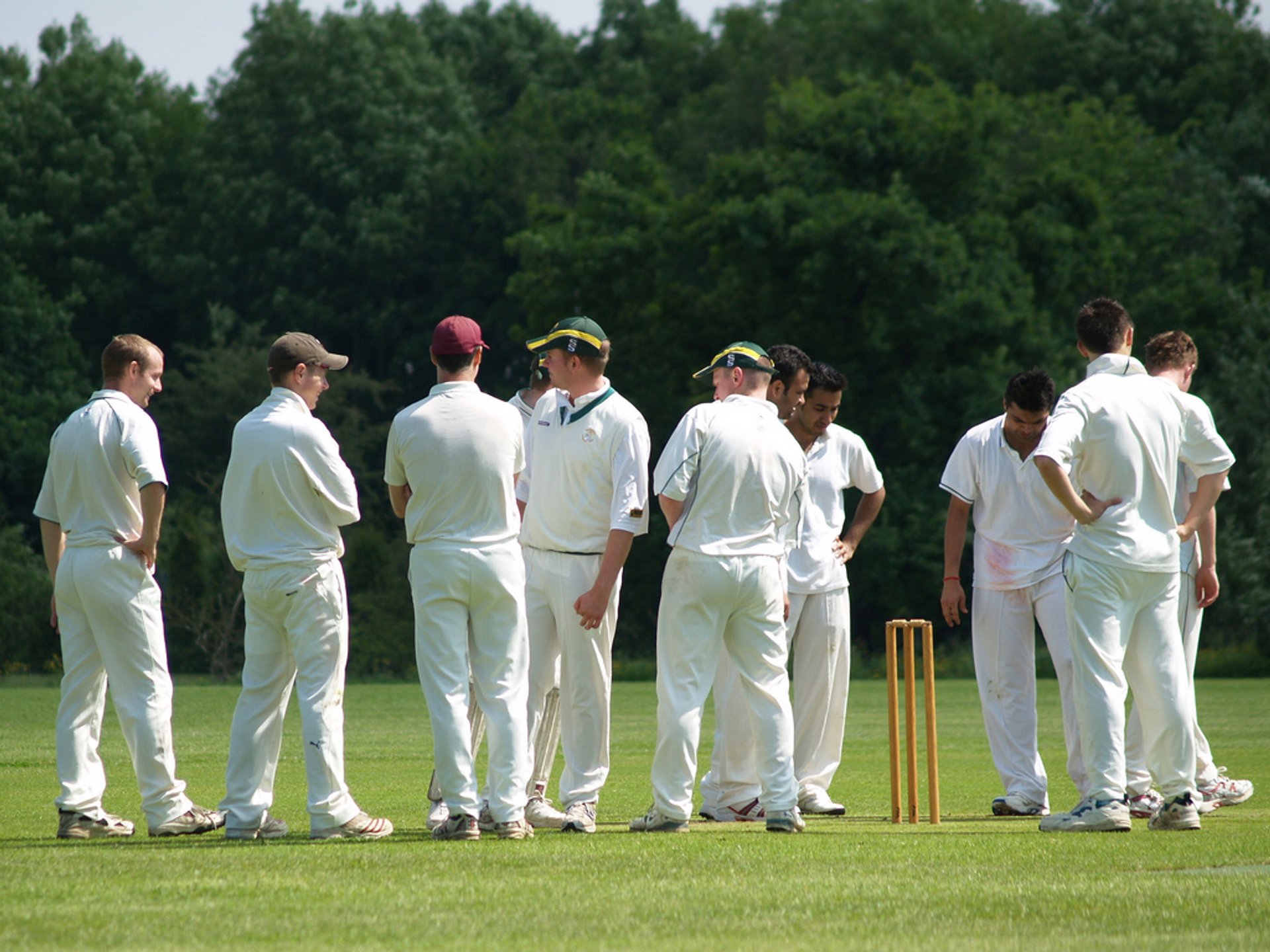 Cricket anglais