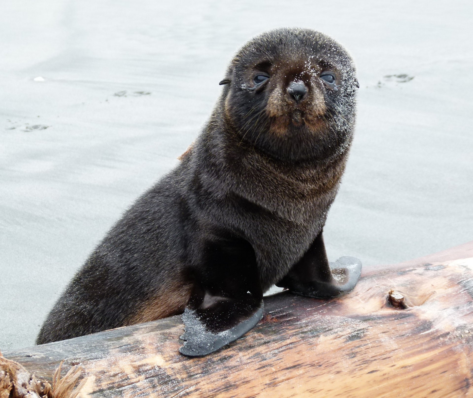 Baby Fur Seals Watching