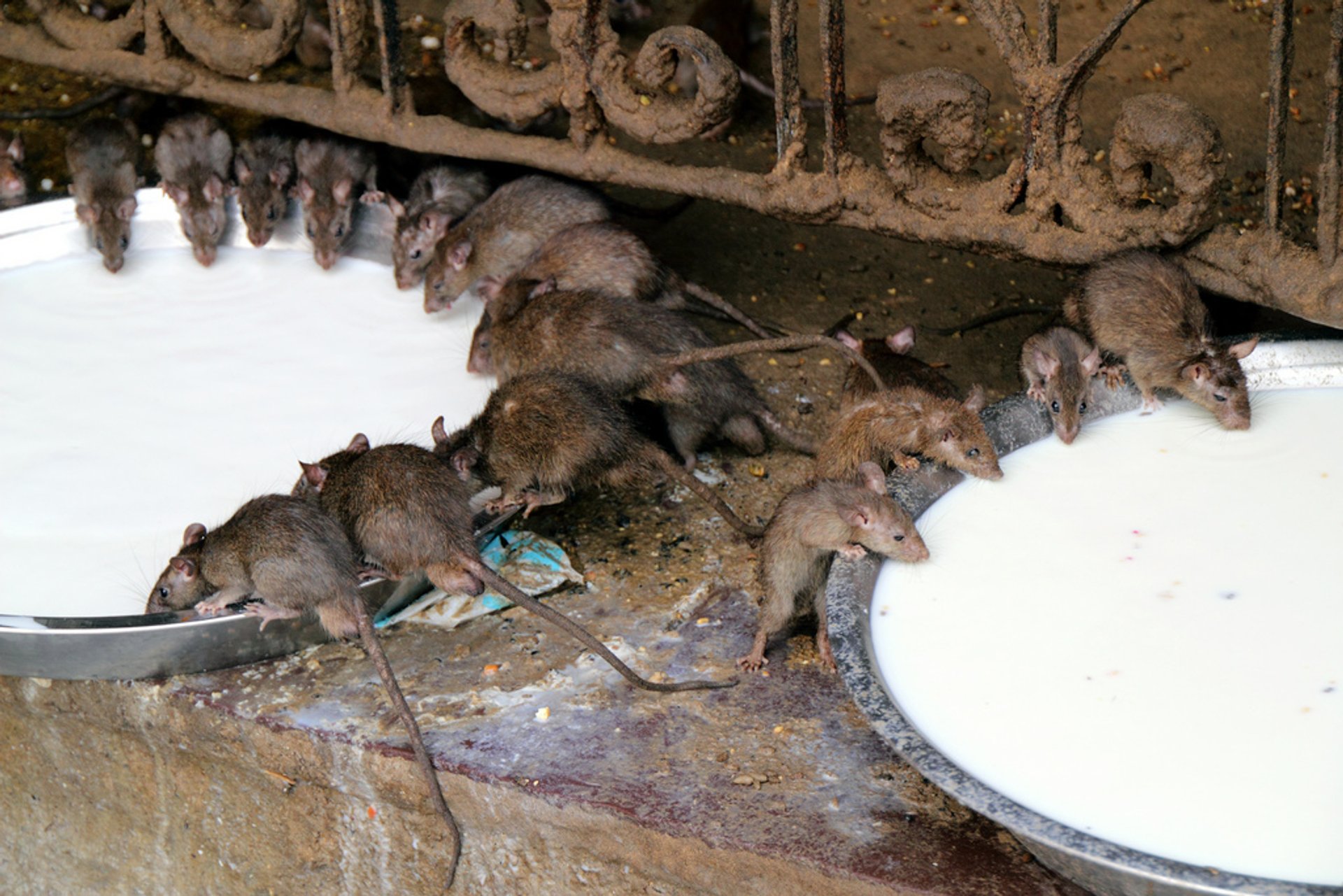 Karni Mata Festival