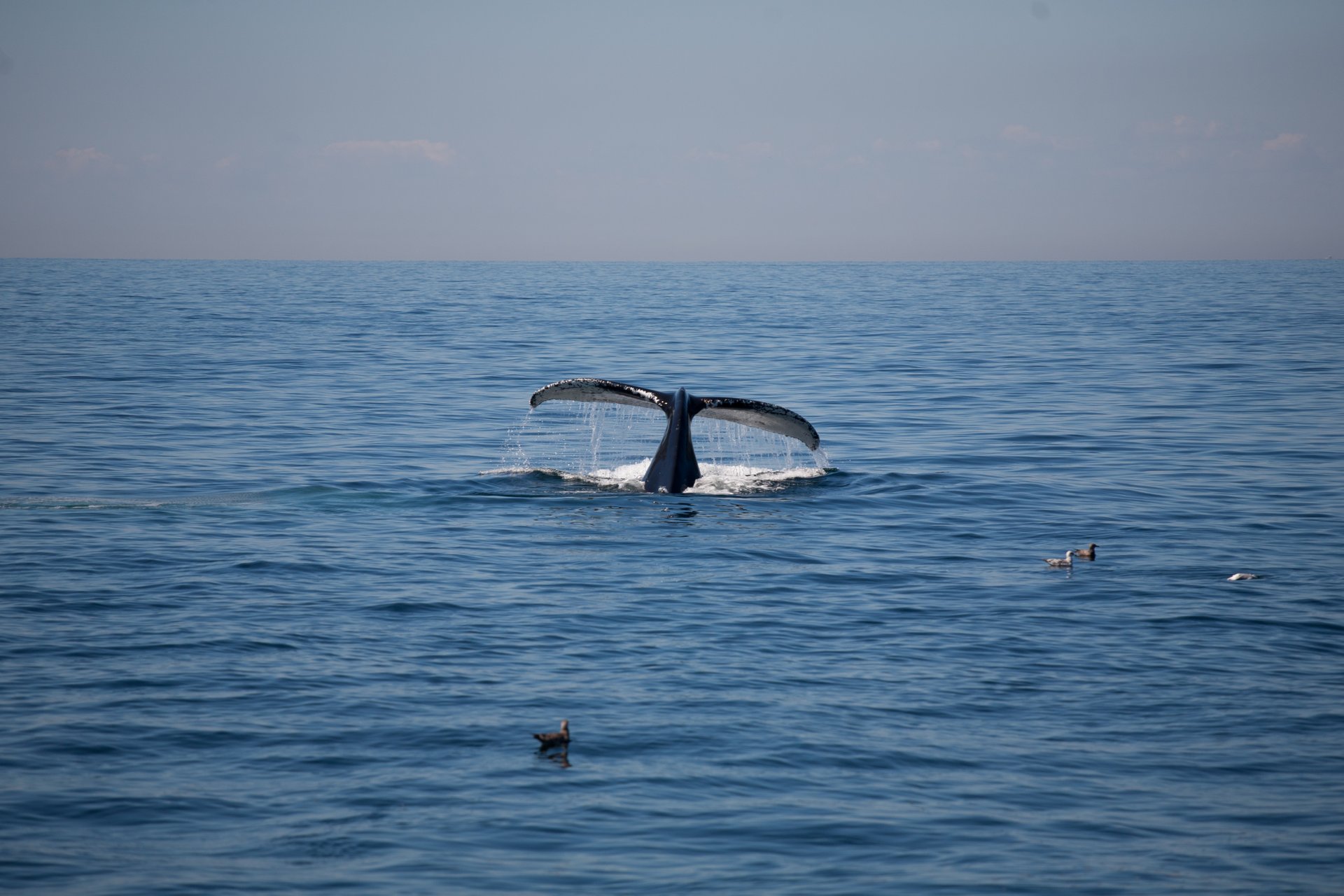 Whale Watching (Walbeobachtung)