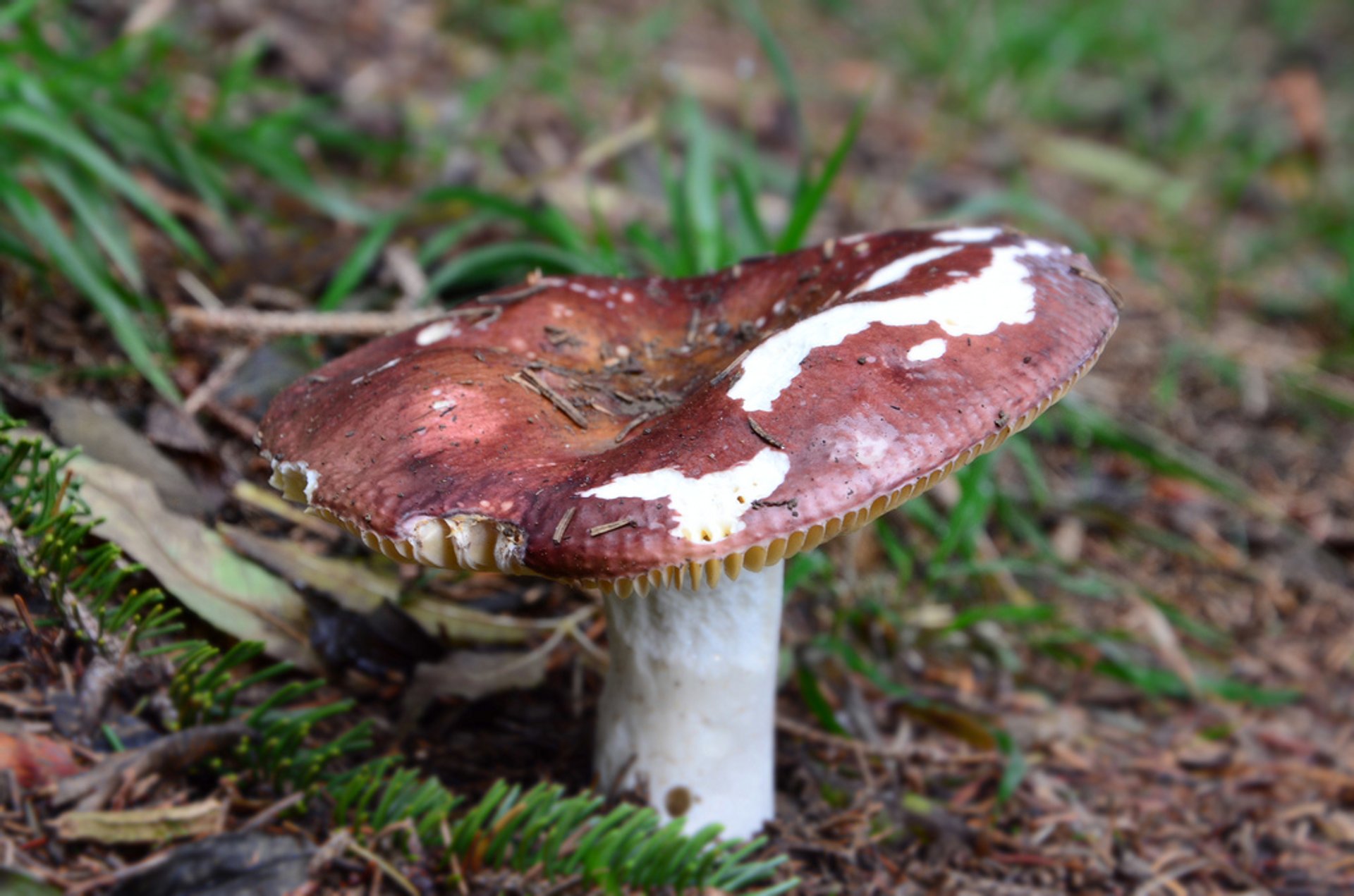 Wild Mushroom Season