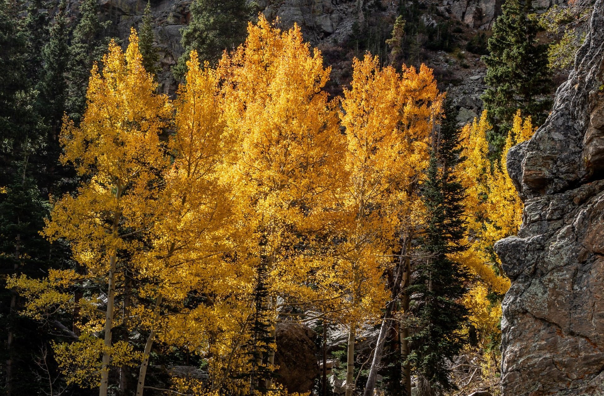 Herbstlaub in Denver