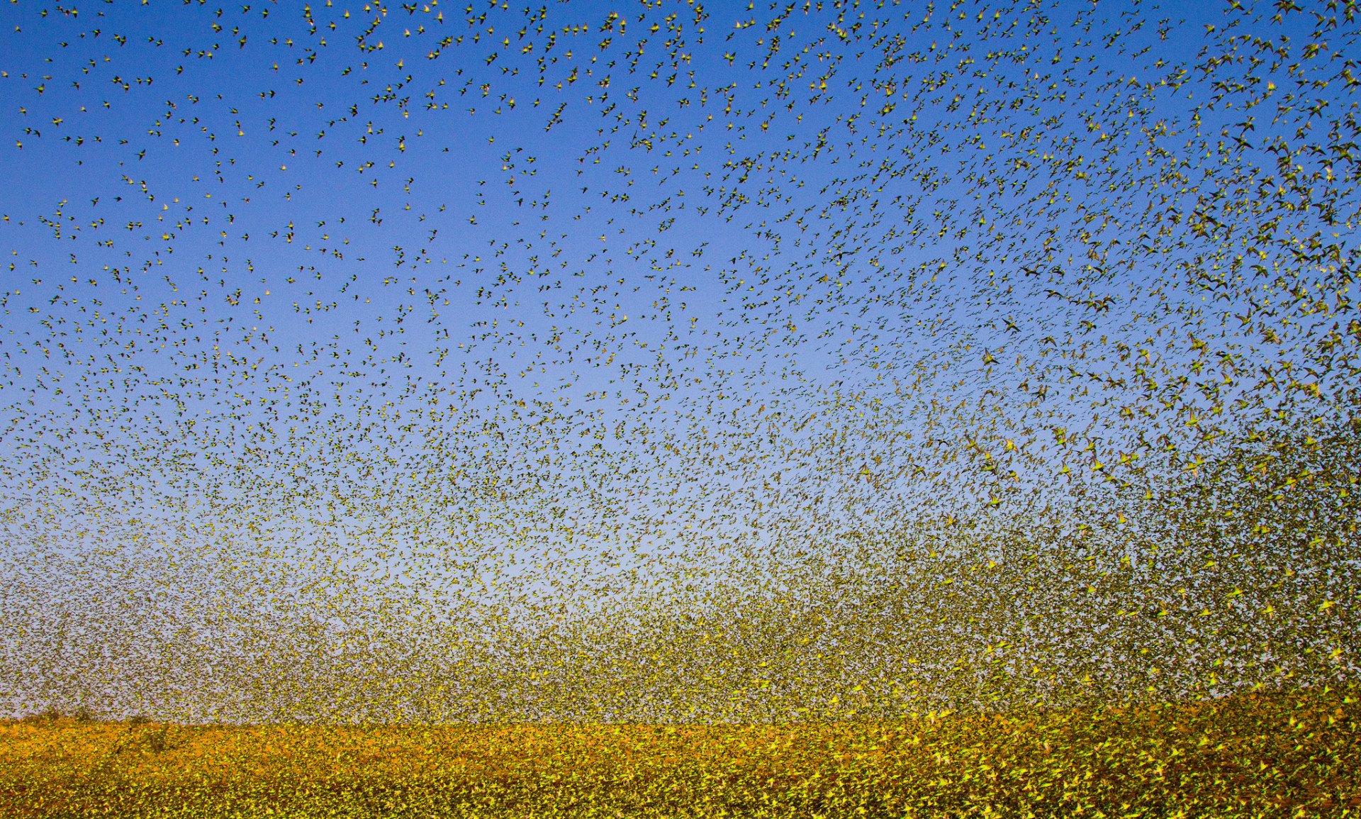 Budgie Tornado