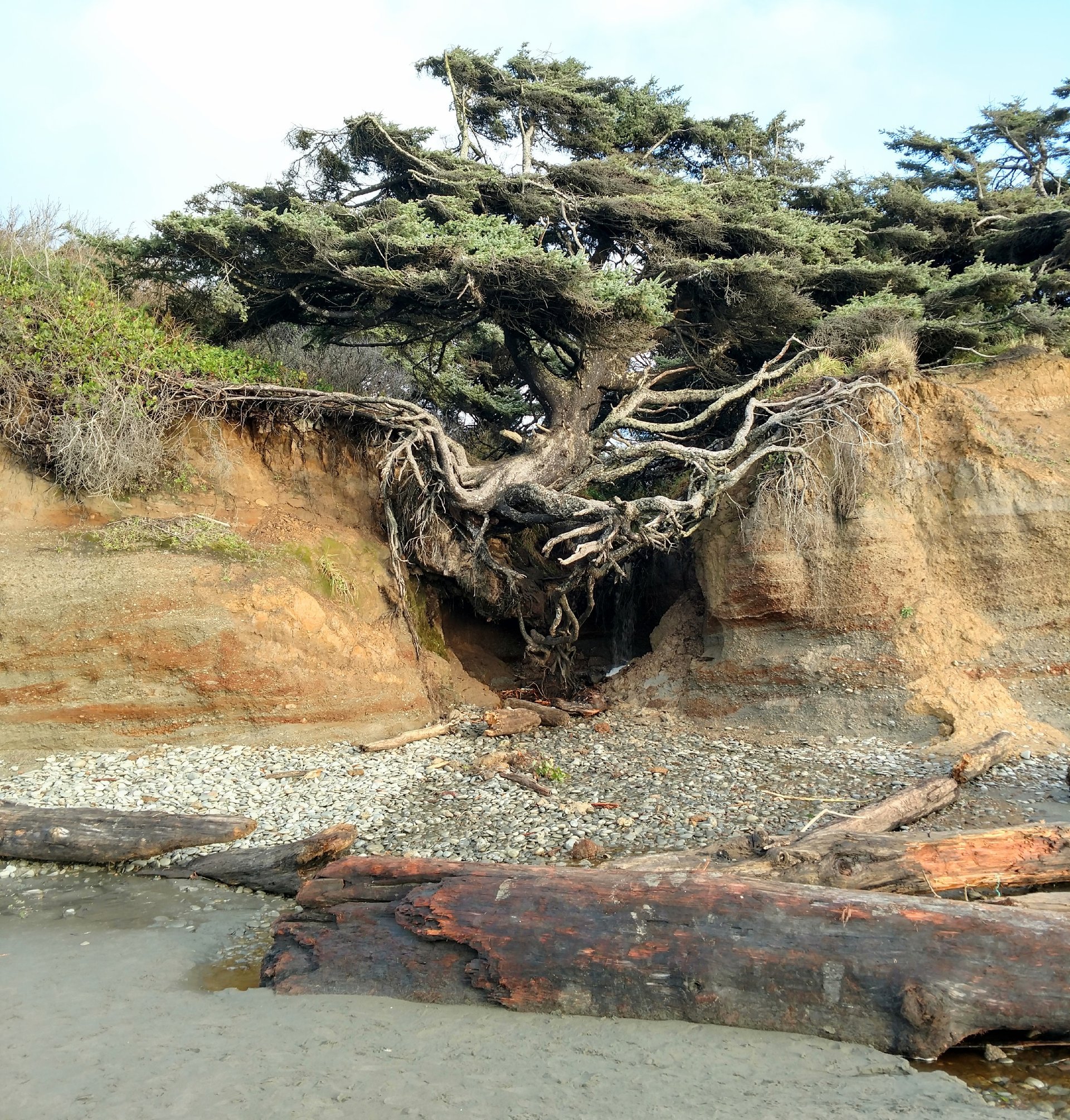 Randonnée vers les grands arbres