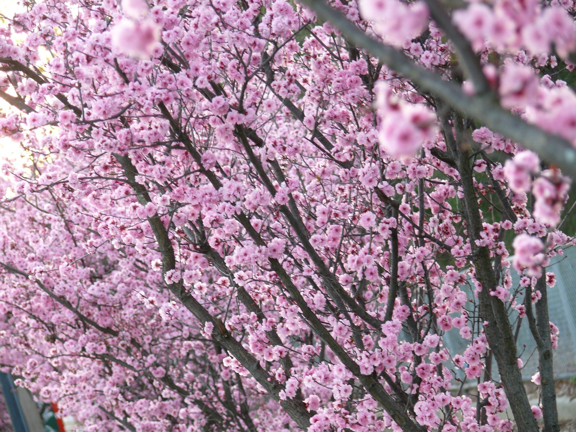 Cerejeiras em flor