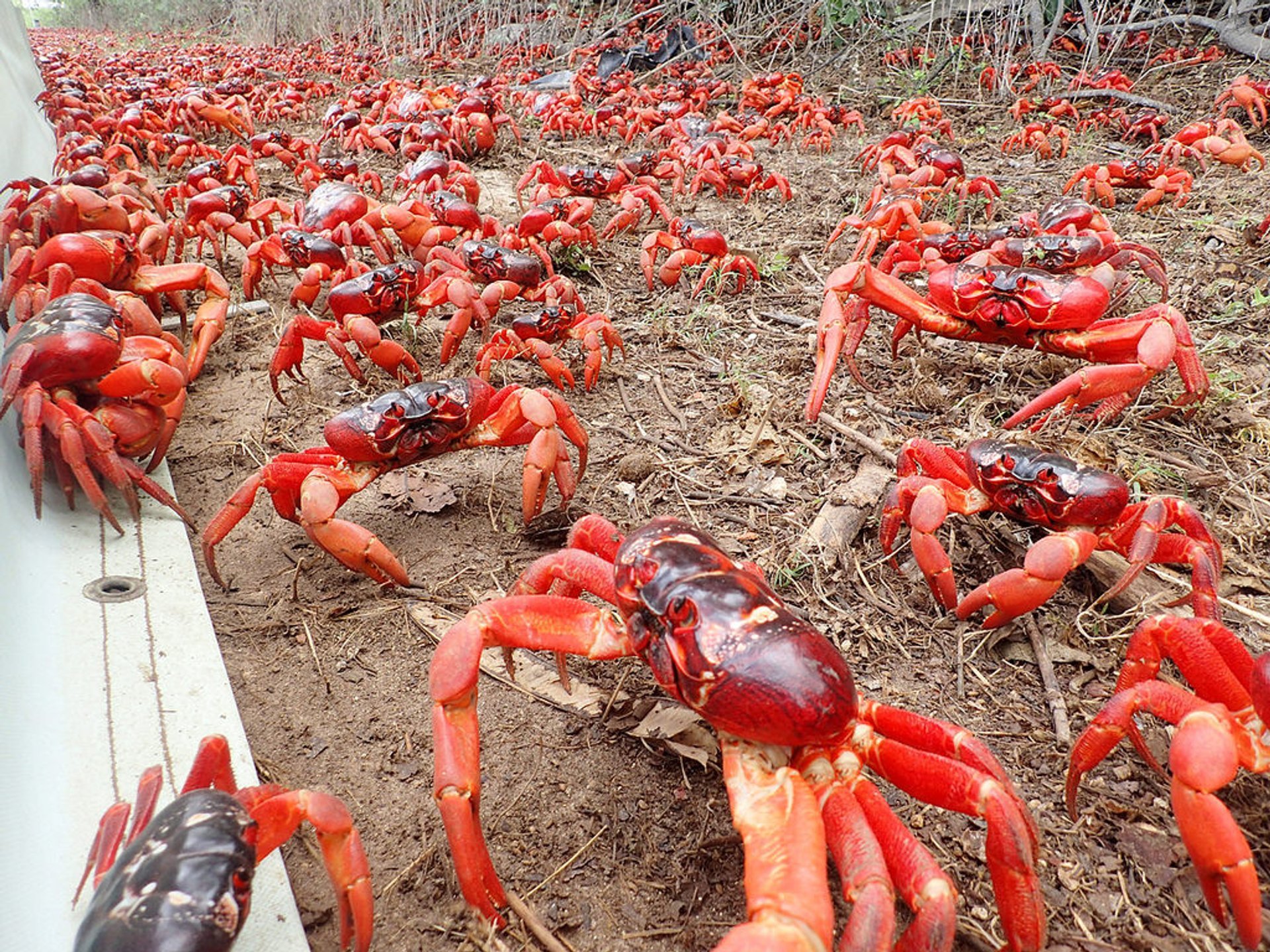 Migration du crabe rouge