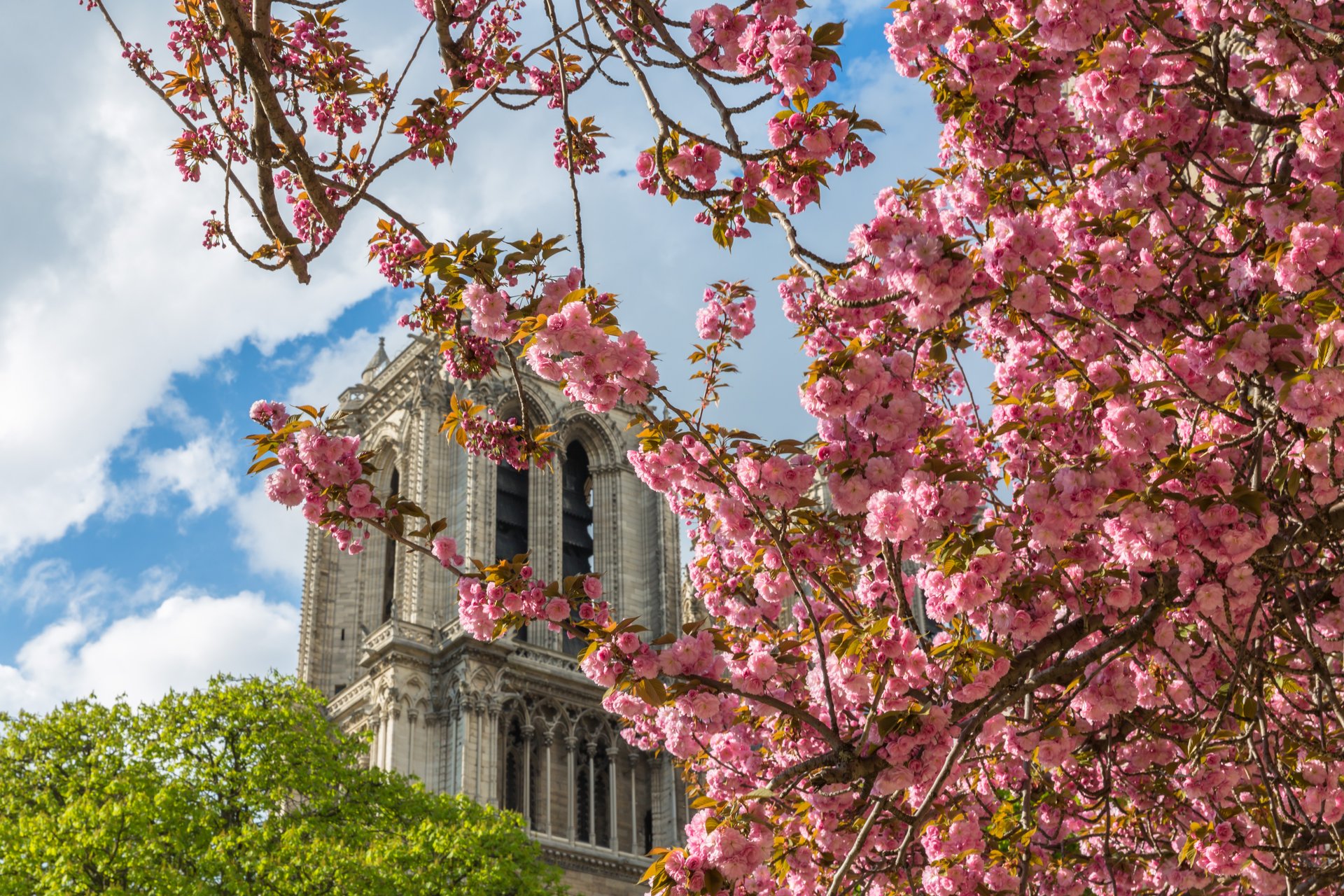 Dónde ver los cerezos en flor en París e Île-de-France: ¡nuestros lugares  favoritos! 