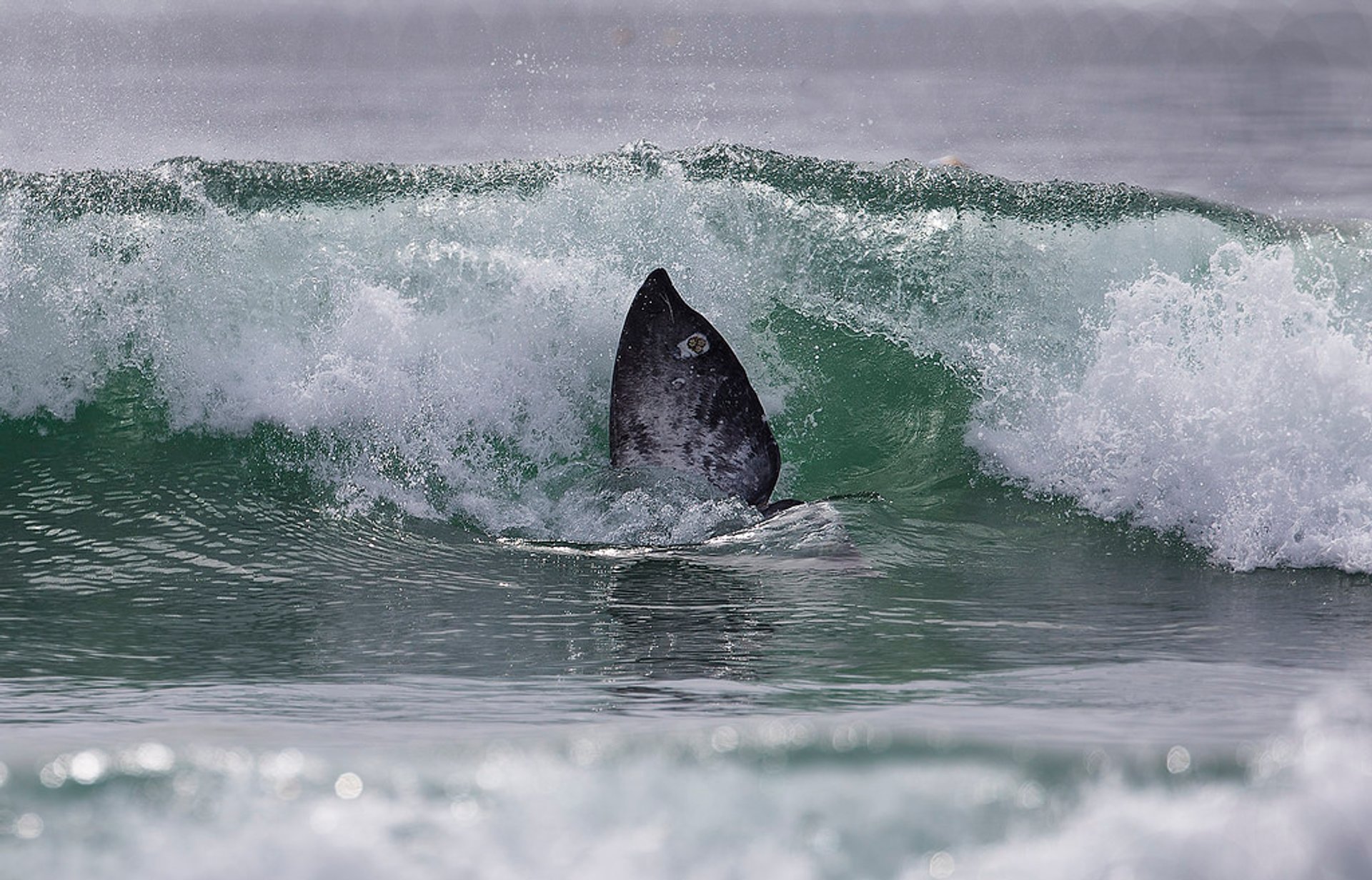 Whale watching (Osservazione delle balene) a Point Reyes