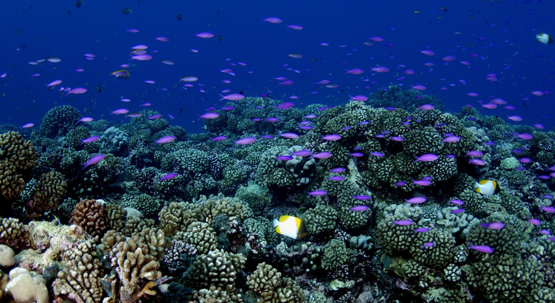 Plongée et plongée autour de Tahiti